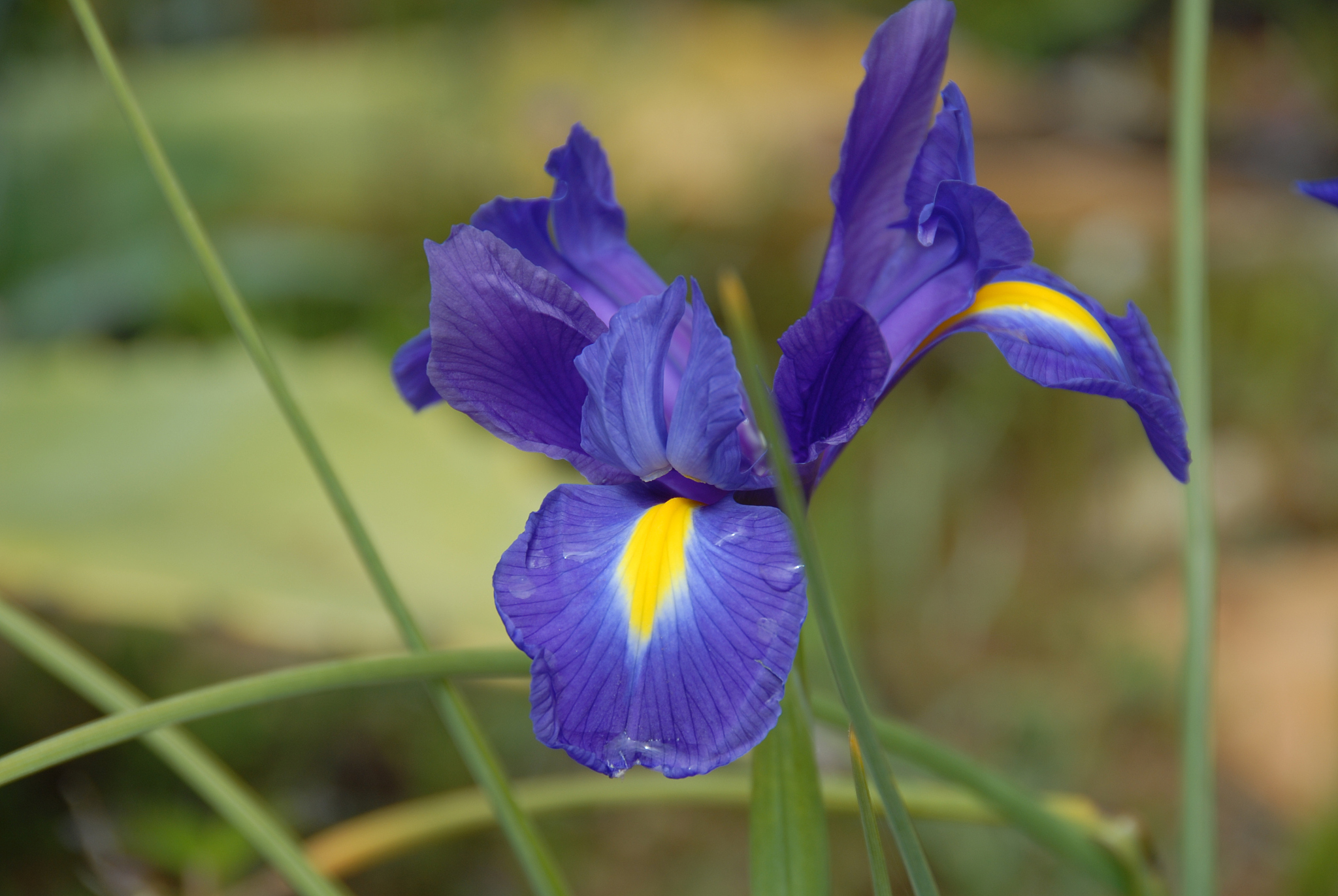 fr眉hlingsblume in spanien - lilie