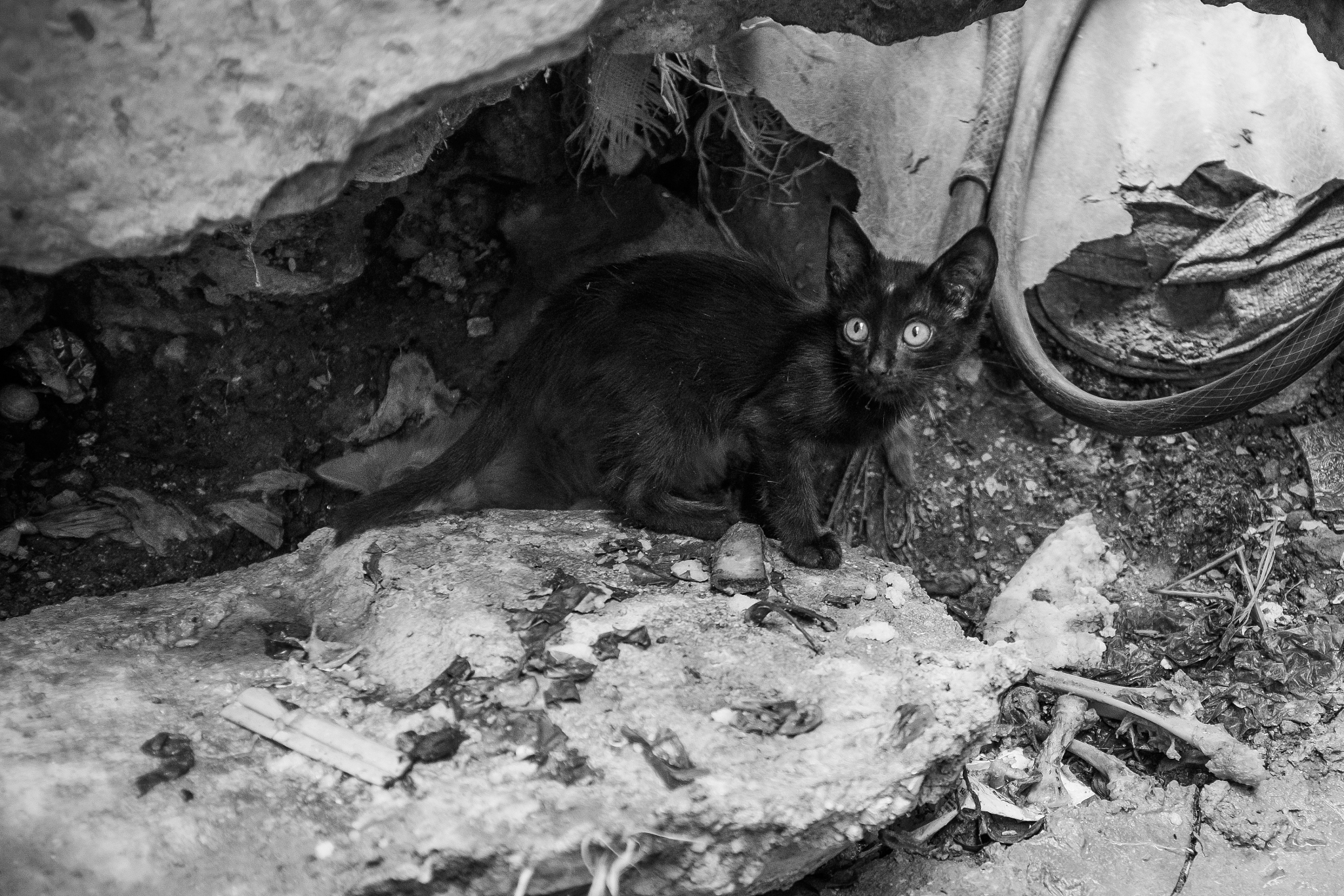 stray kitten in the fez medina