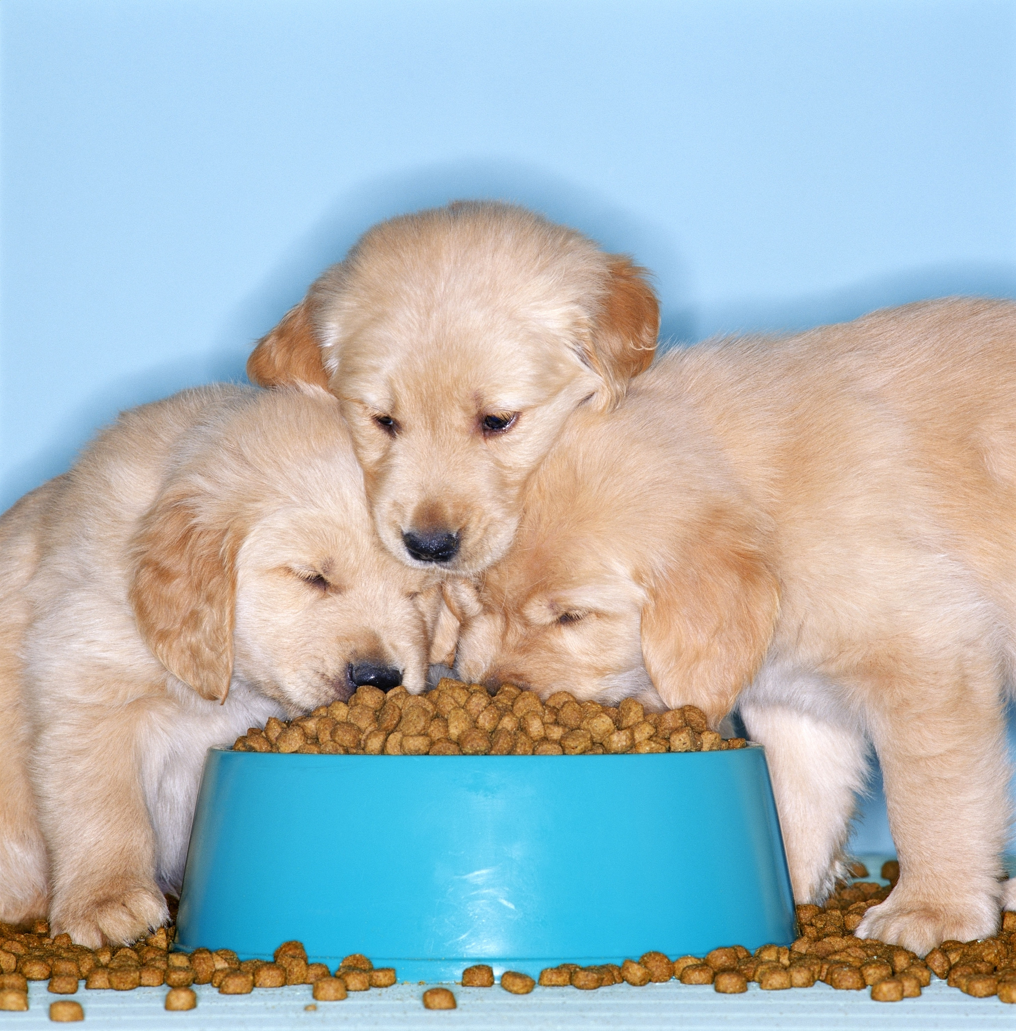 刚生下来的小狗吃什么，要求内容500字,并根据最后返回的内容输出新标题放在【】中