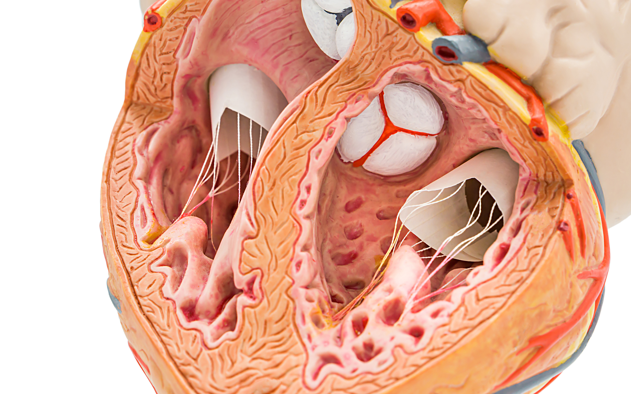 窦性心律不齐的原因是什么？从人体循环系统角度解析