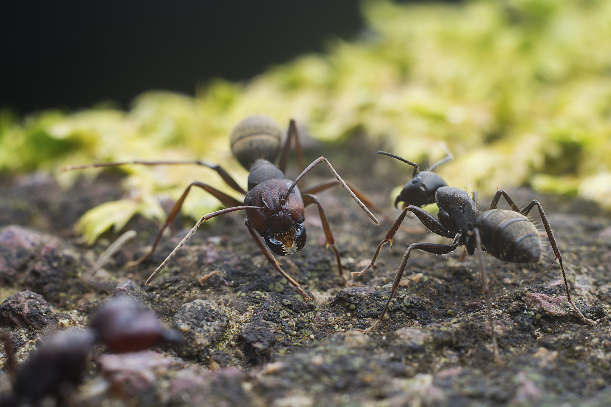 蚂蚁的奥秘 写一篇300字小学作文