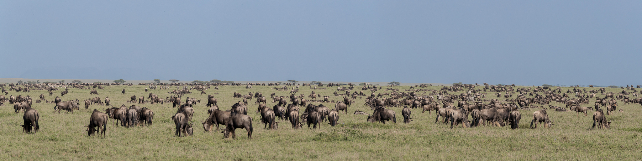grazing wildebeest