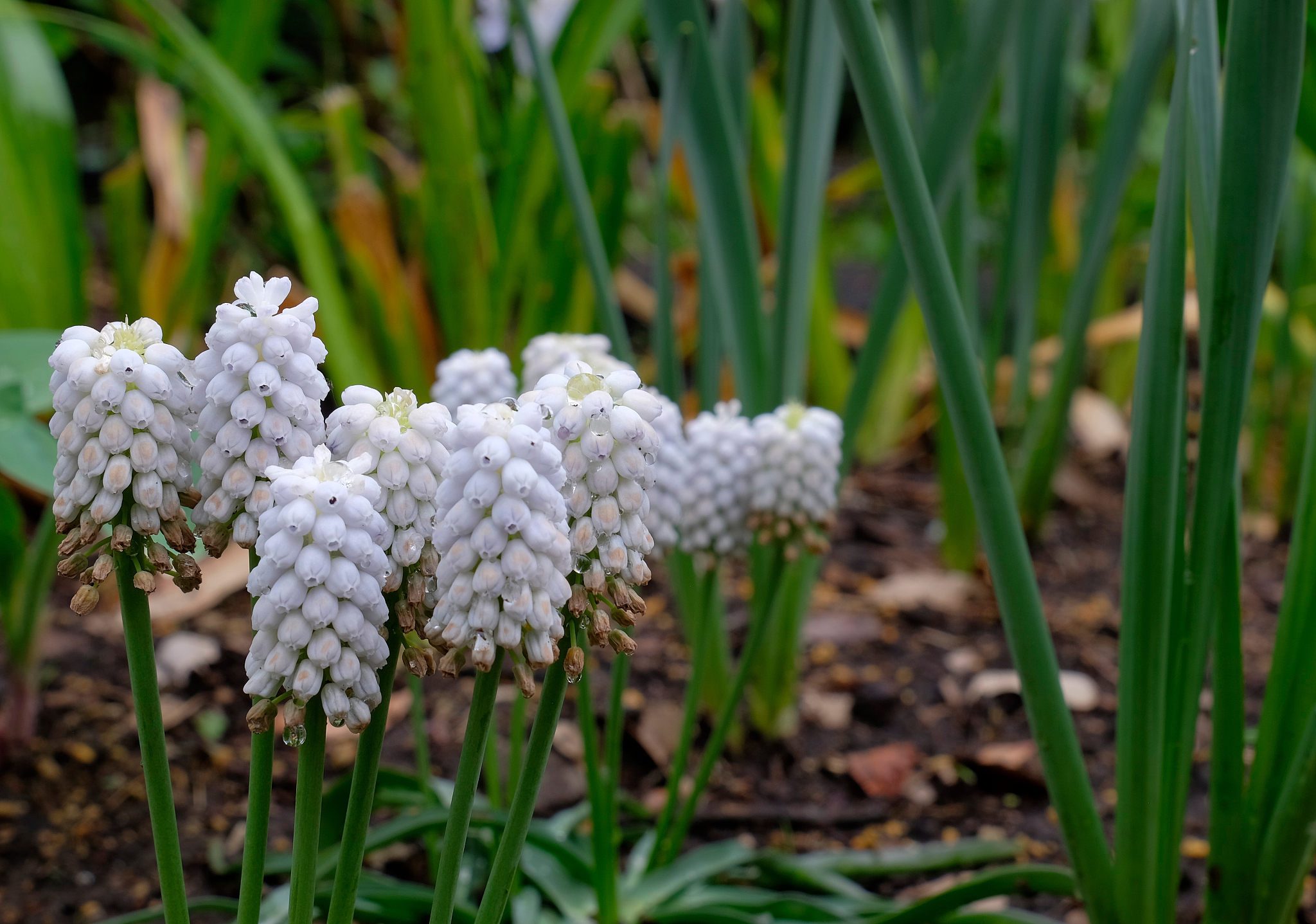 close-up of white flowers on field