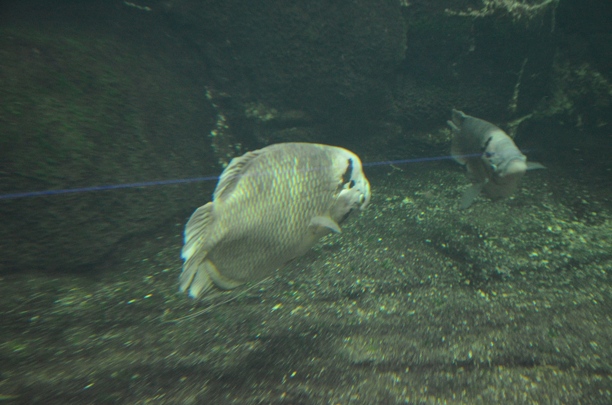 tropical fish in aquarium