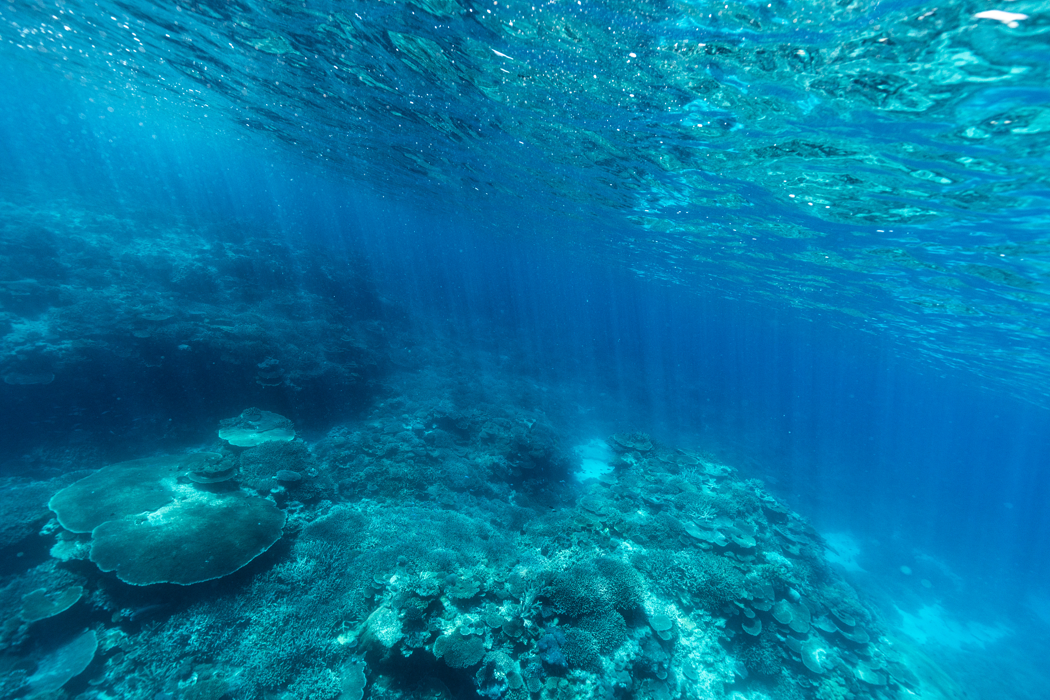 underwater landscape