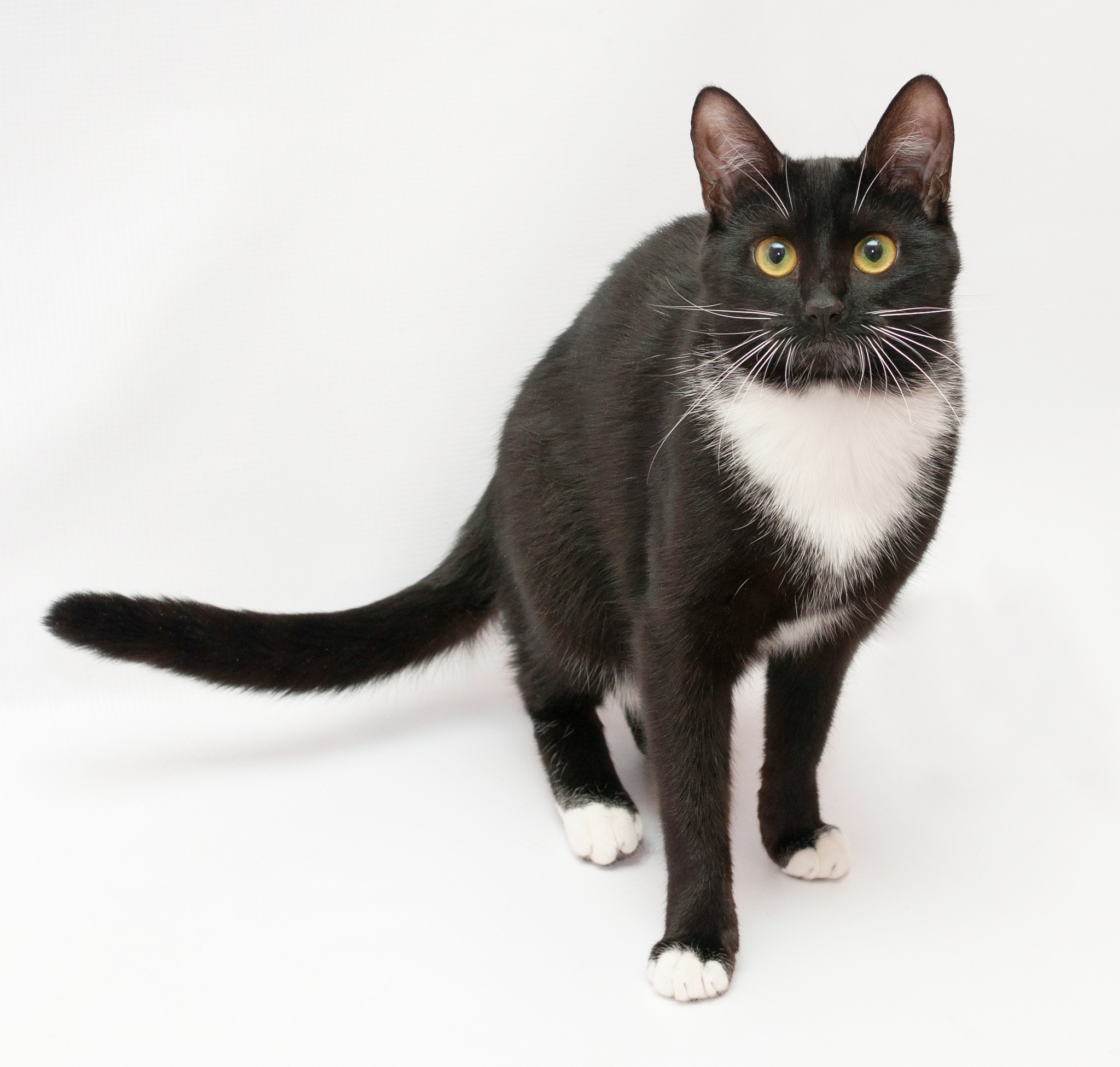 Meet Trouble, Tiny, Ballz & Buffy: A Feline Family With Unique Personalities