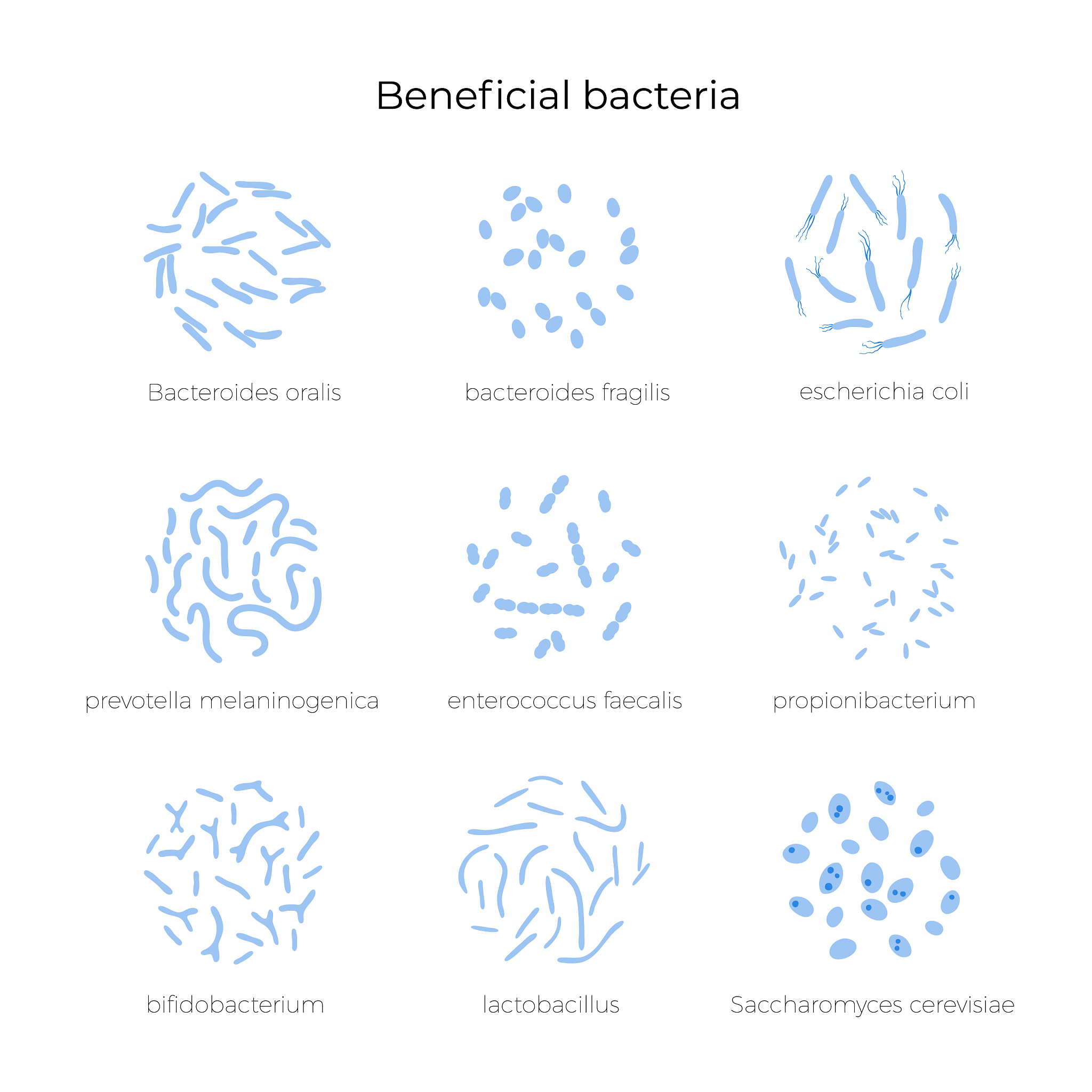 植物乳杆菌的功效：益生菌对健康的多重益处