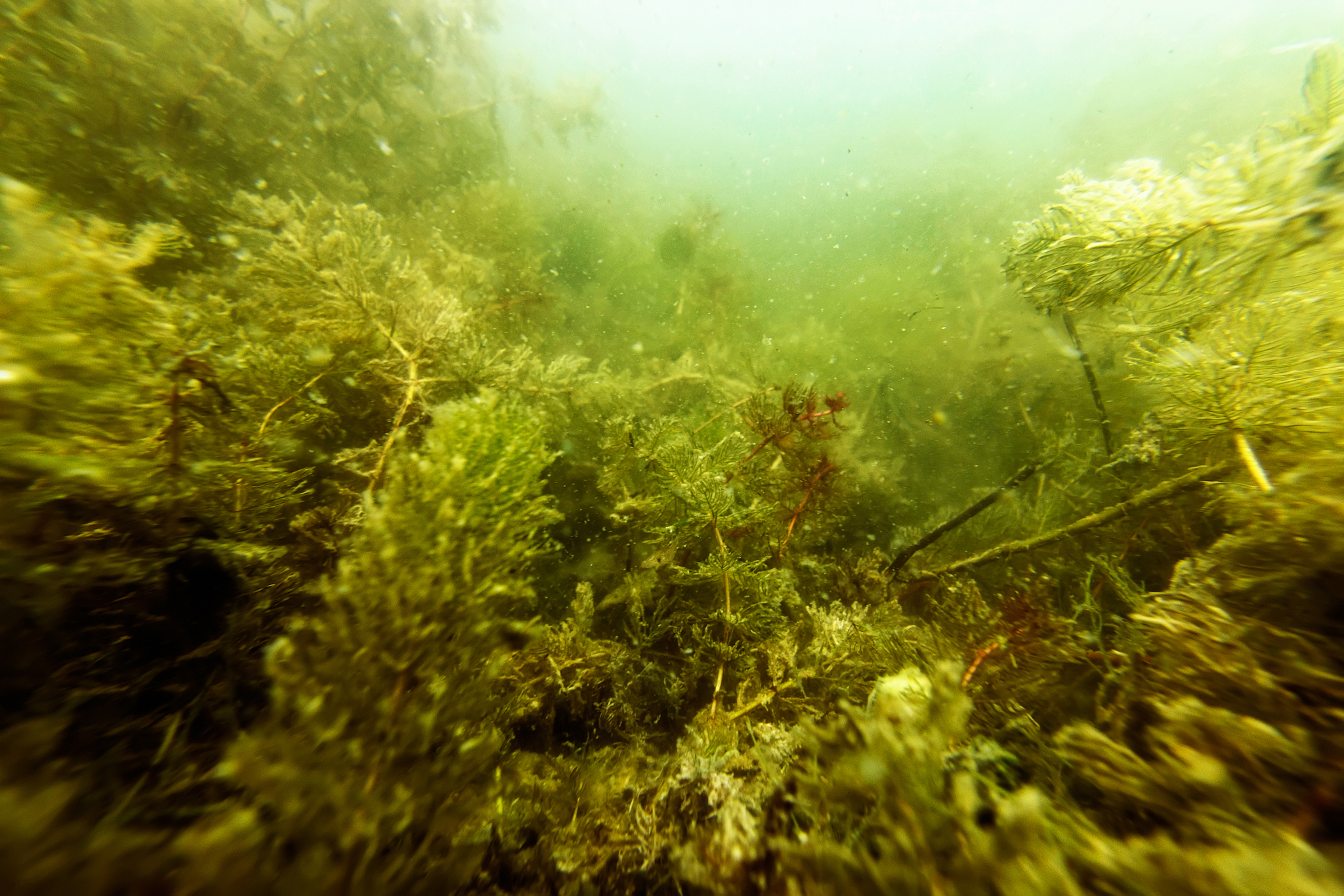 underwater freshwater flora rivers, lakes, pond,  underwater flo