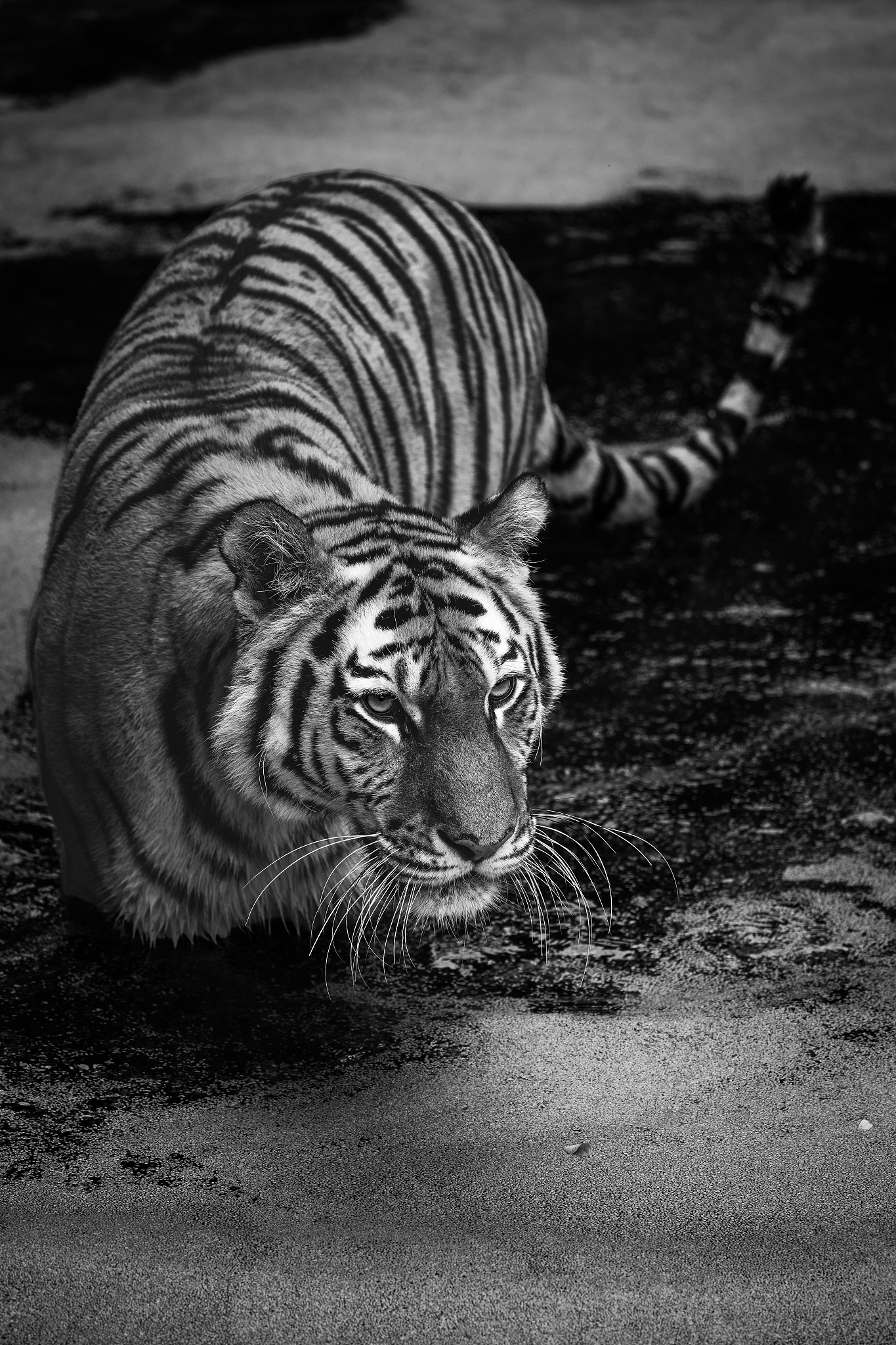 siberian tiger