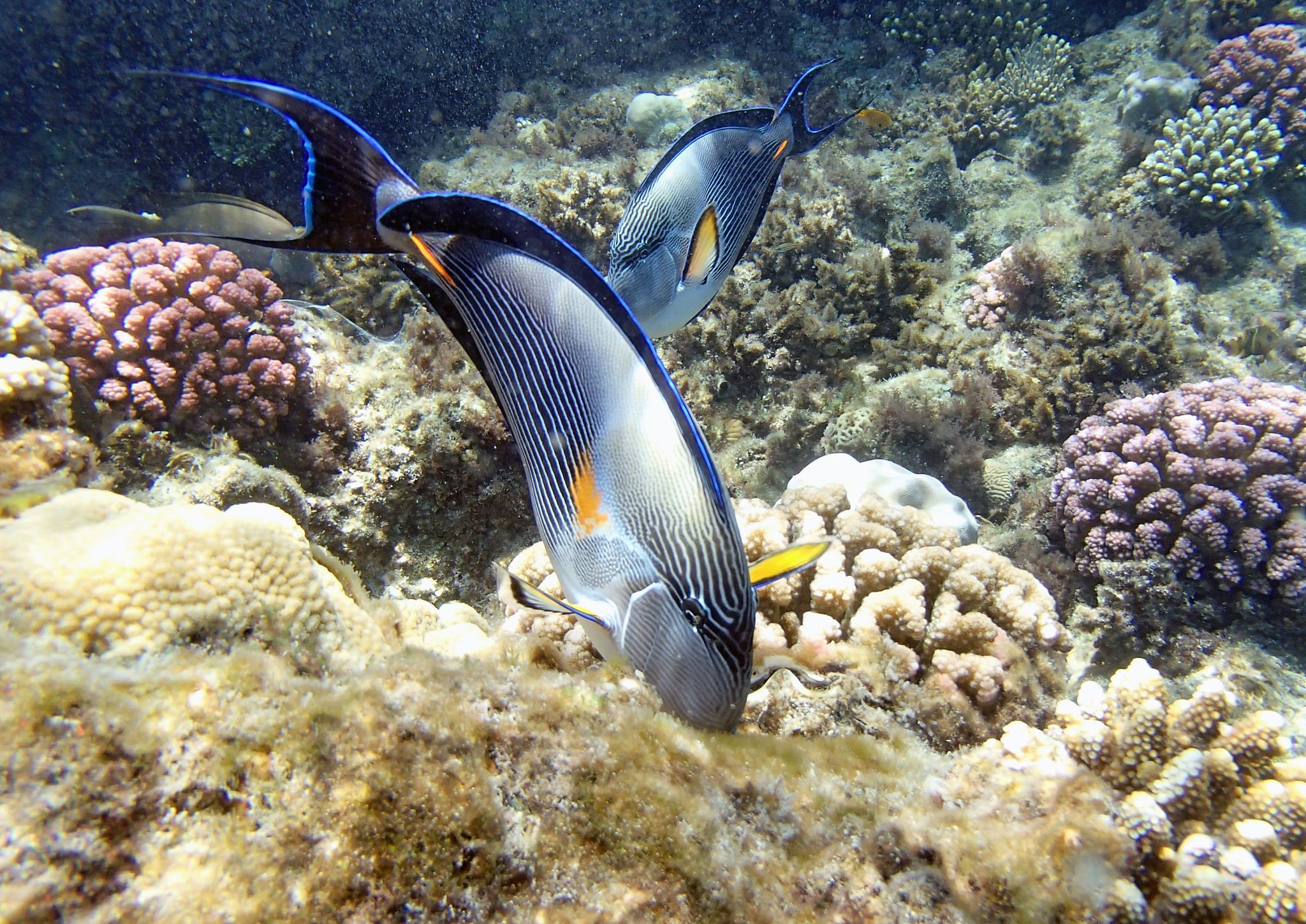 snorkeling in the red sea