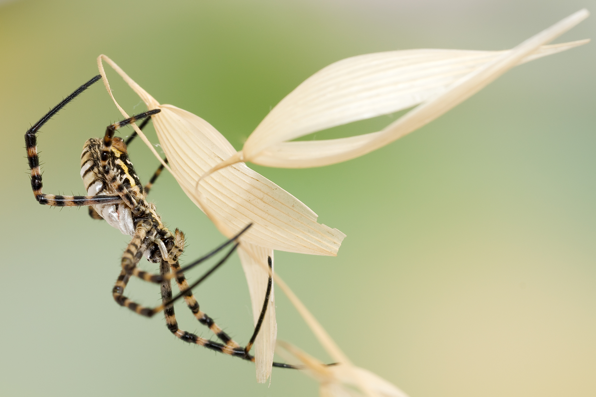 spider