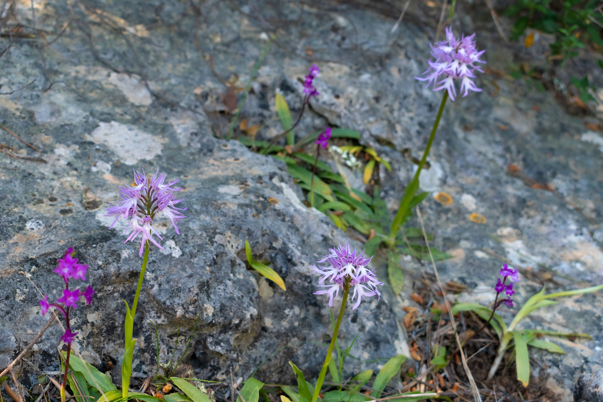 orchis italica (naked man orchid) in natural rocky forest enviro