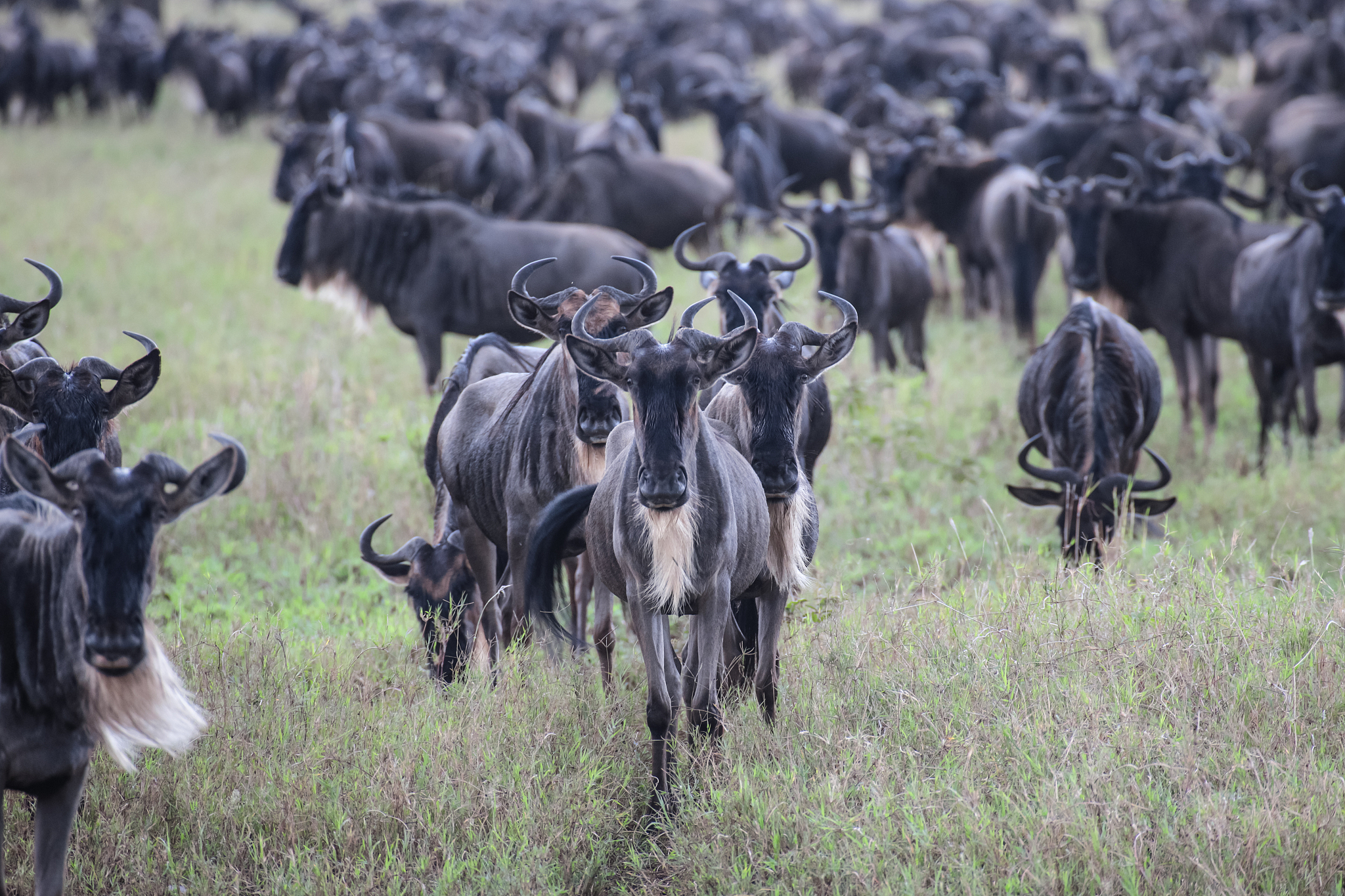 a herd of gnu
