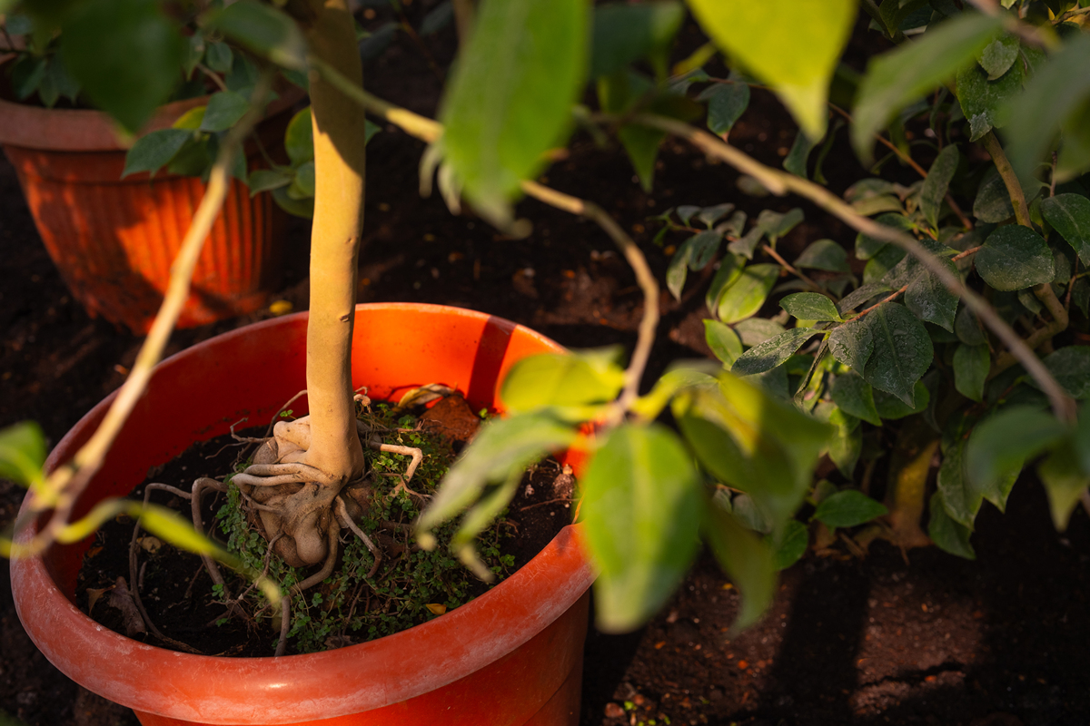 茶花落叶怎么办？浇水过多是罪魁祸首！