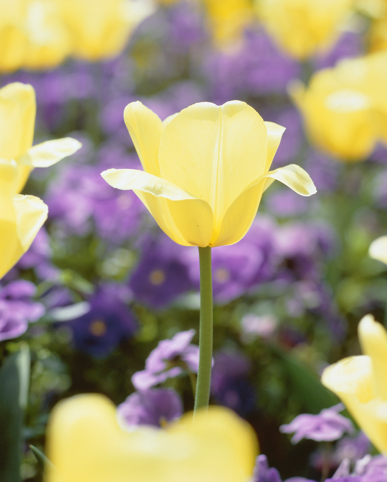 翻译11 About These Tutorials The purpose of these tutorials is to introduce you to the extensive capabilities of the ANSYS family of products -- recognized worldwide as the most powerful engineering des