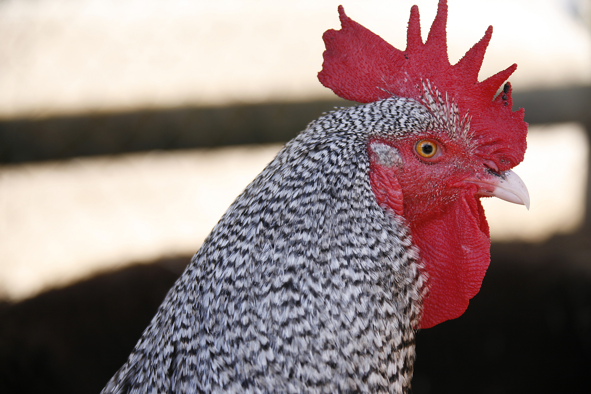 chicken