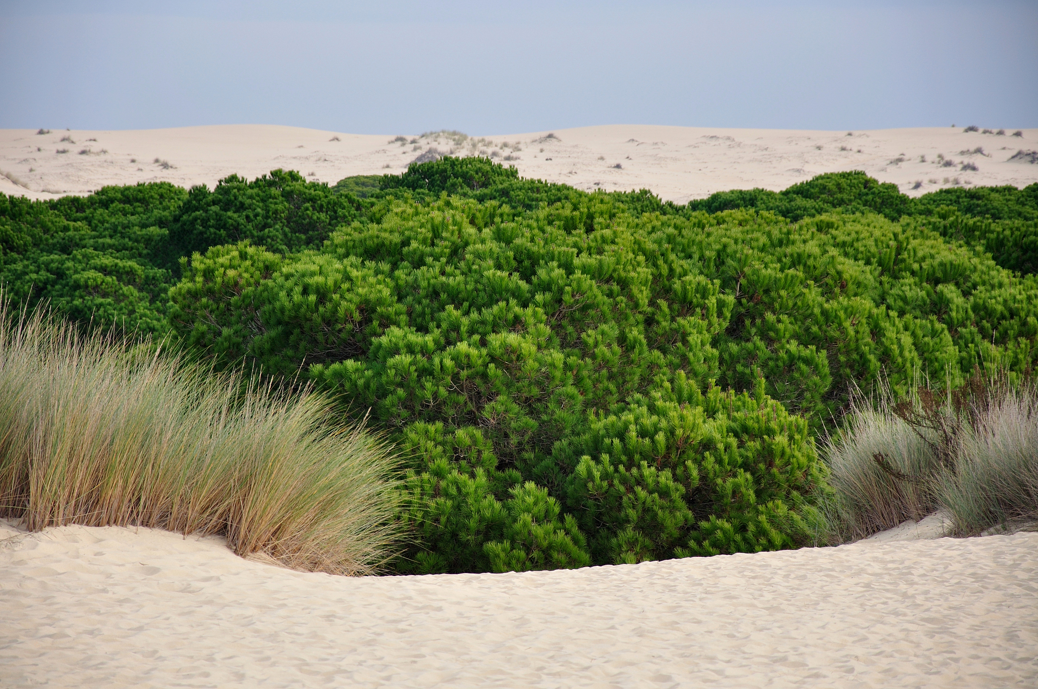 do?±ana national park
