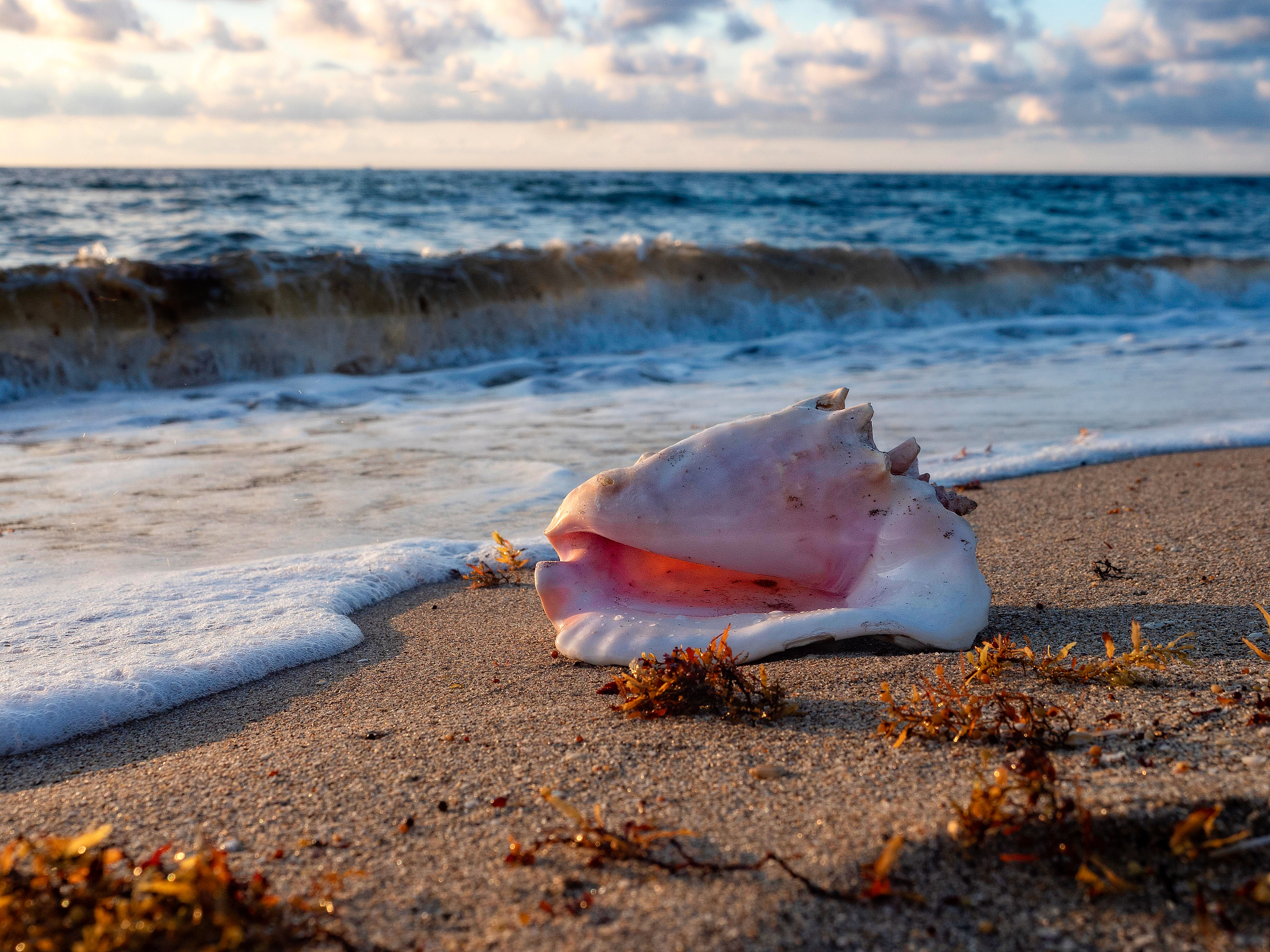 a conch shell lies on a sandy beach among bits of seaweed as the