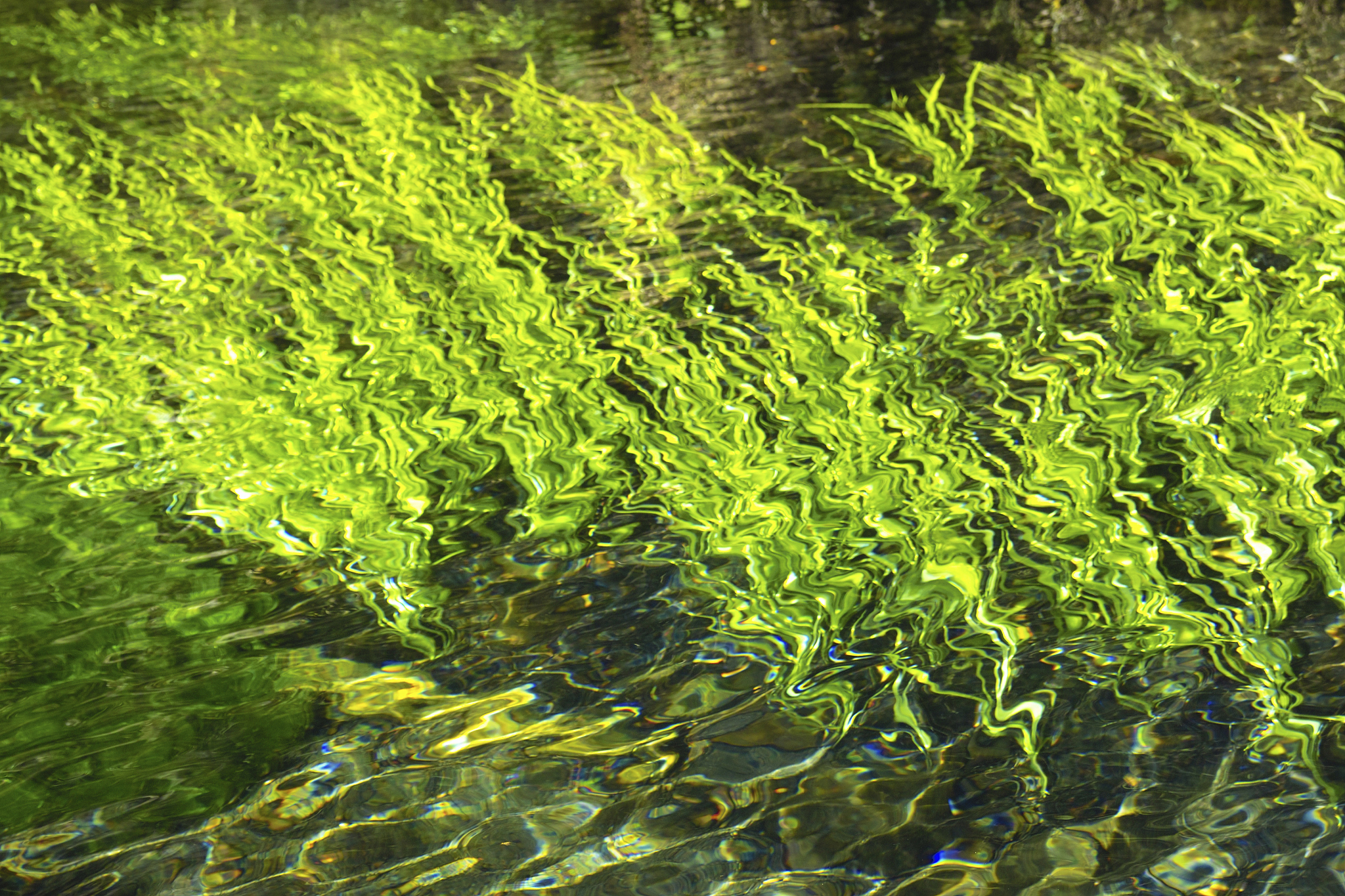 spring water with algae