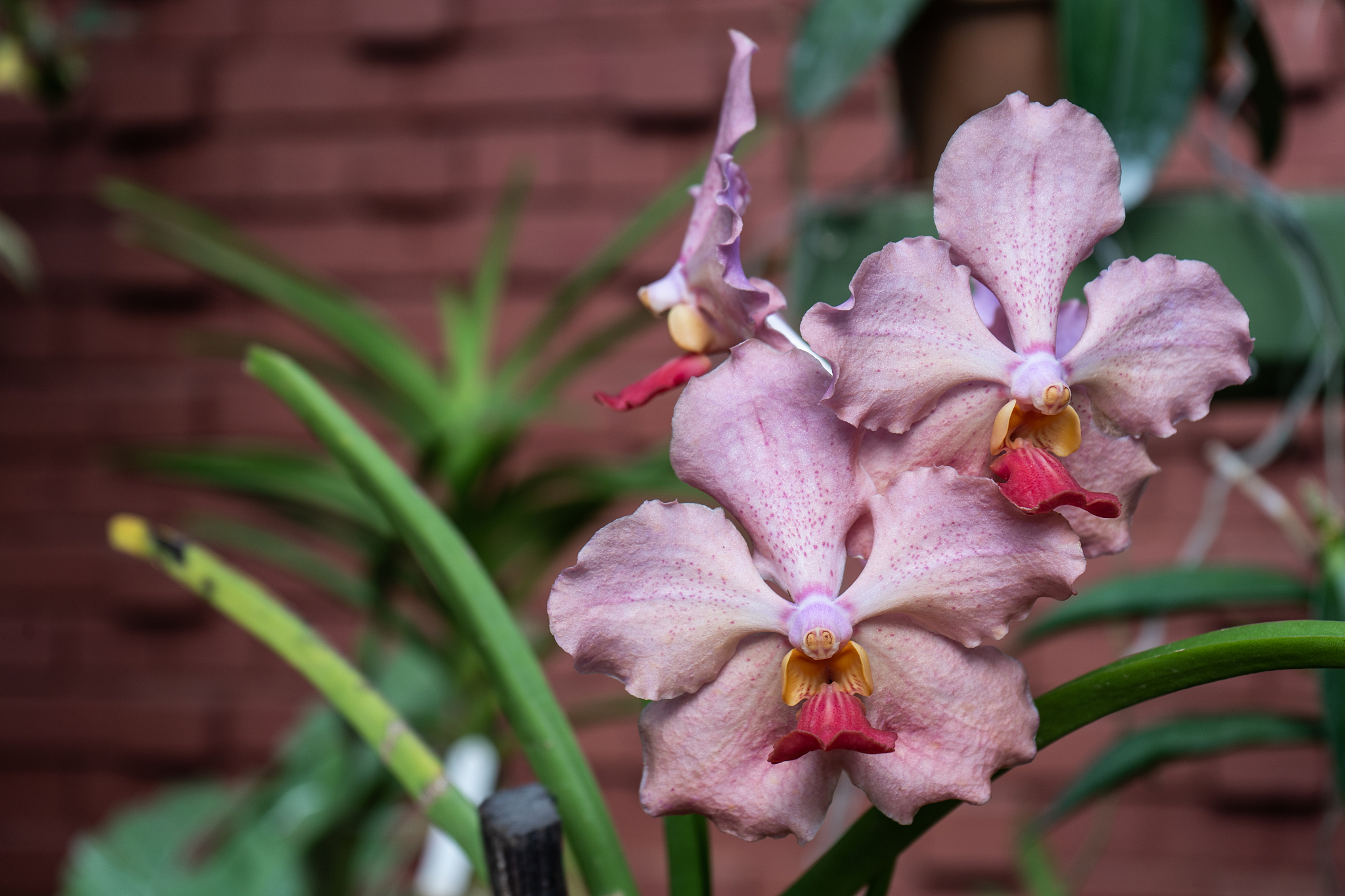 pink vanda orchids in the garden. queen of vanda orchids