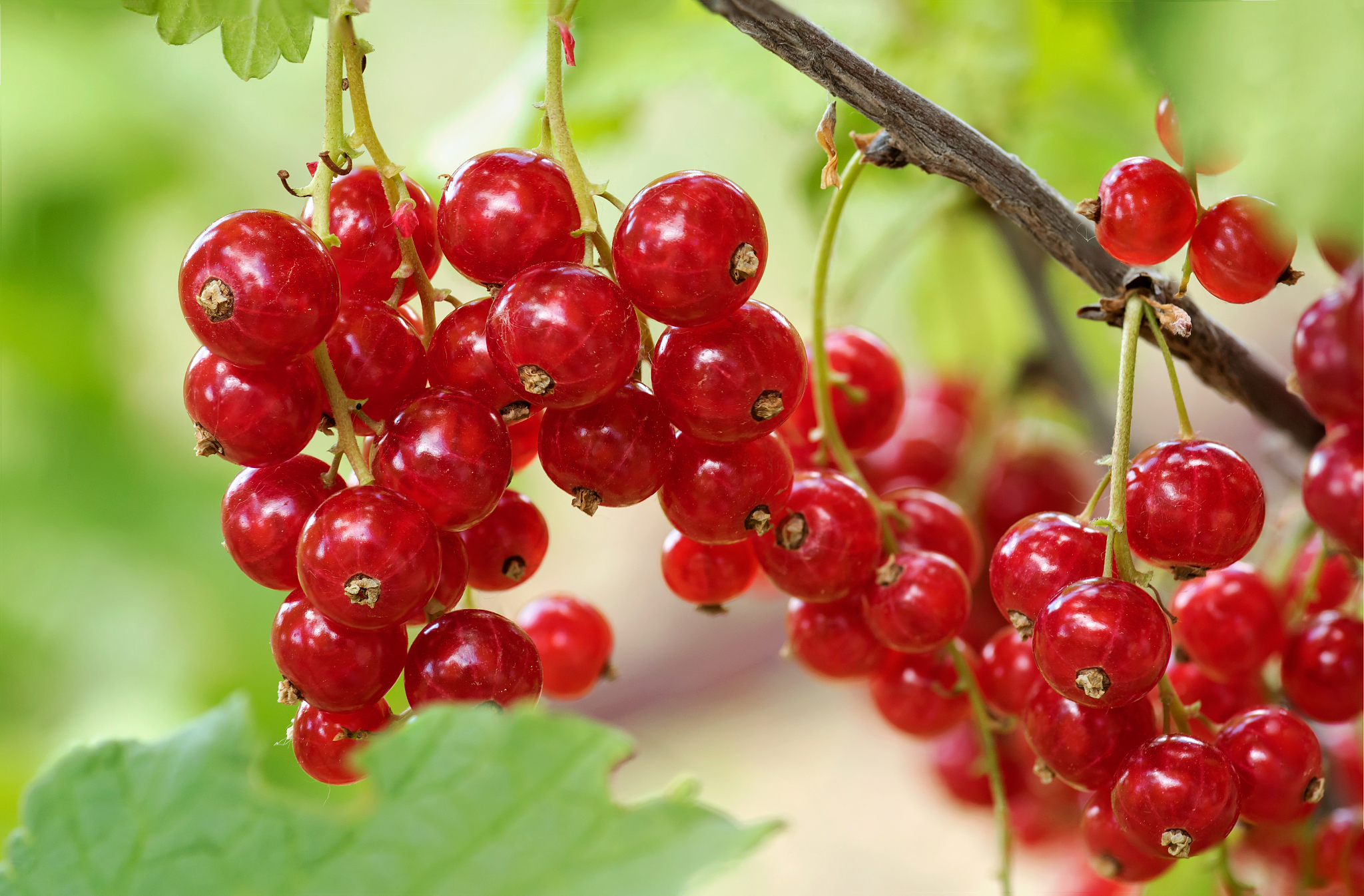 perfect red currants