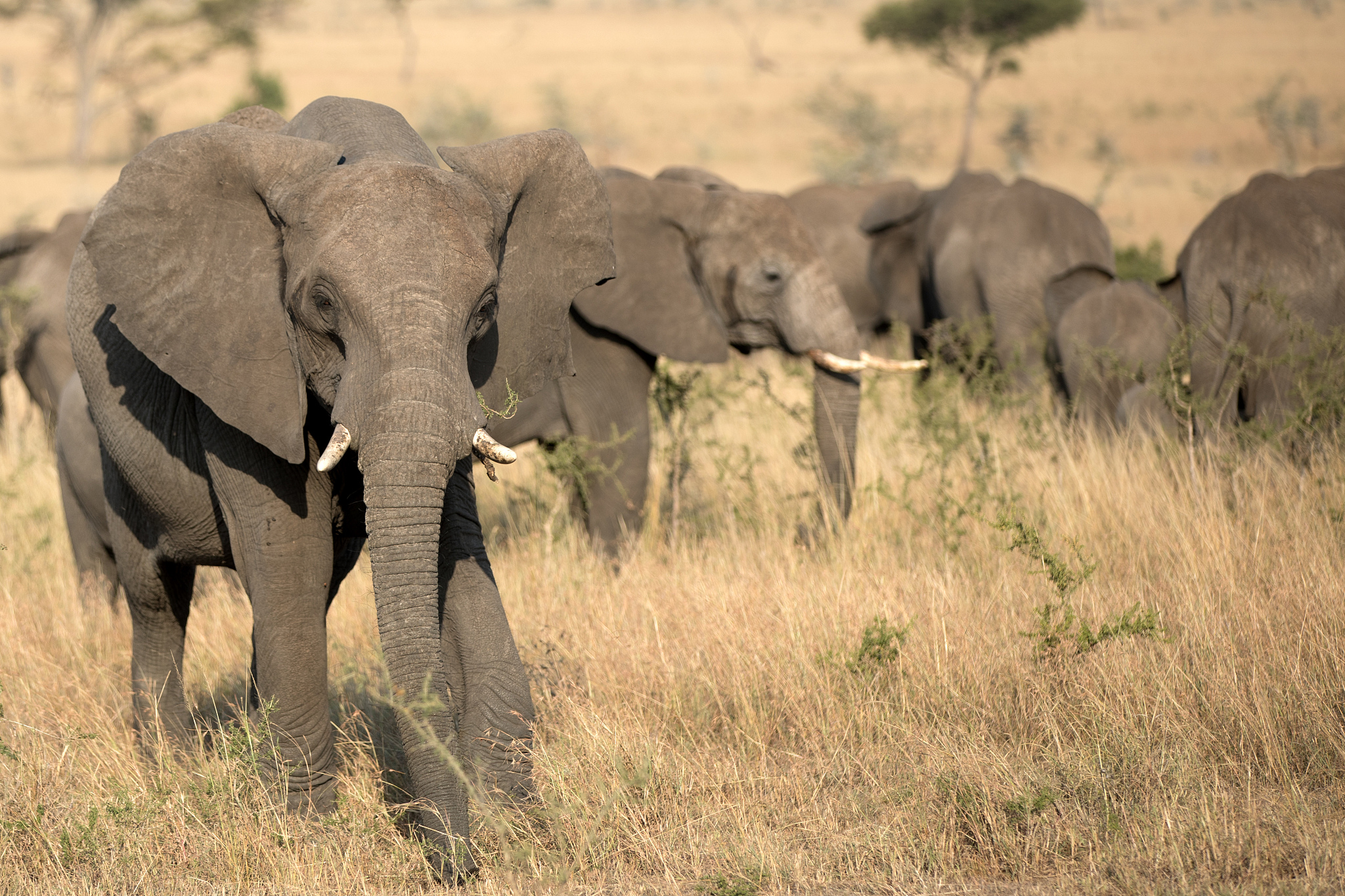 an elephant herd in tanzania