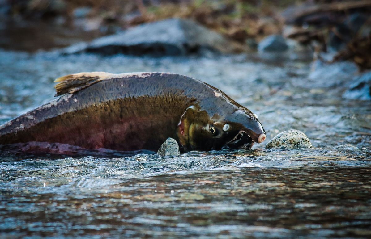 帮我拟一个关于鲑鱼的论文的标题及摘要要体现出鲑鱼的洄游及生物学中的内容