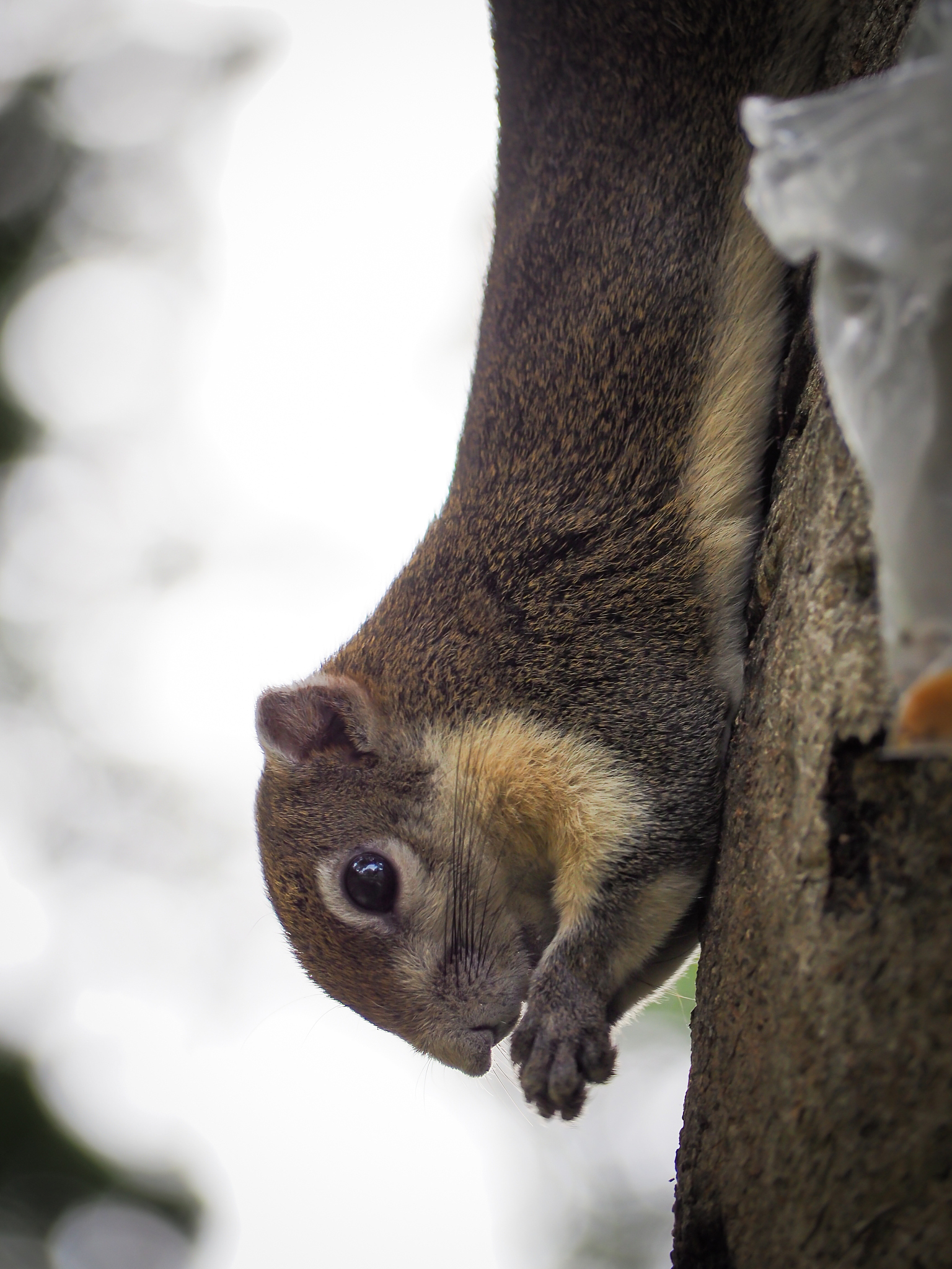 第一次见到树懒：我的奇妙动物邂逅