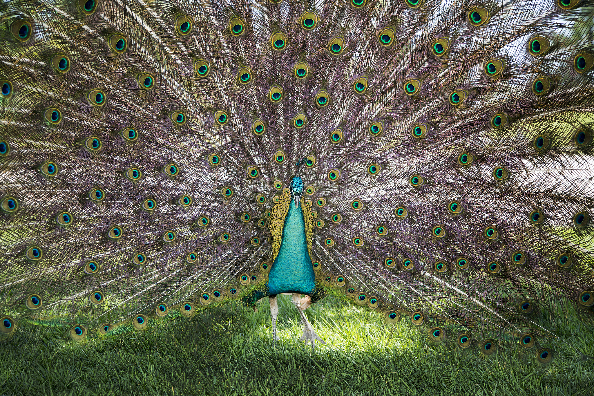 金孔雀：阿拉迪亚的孔雀湾杰作