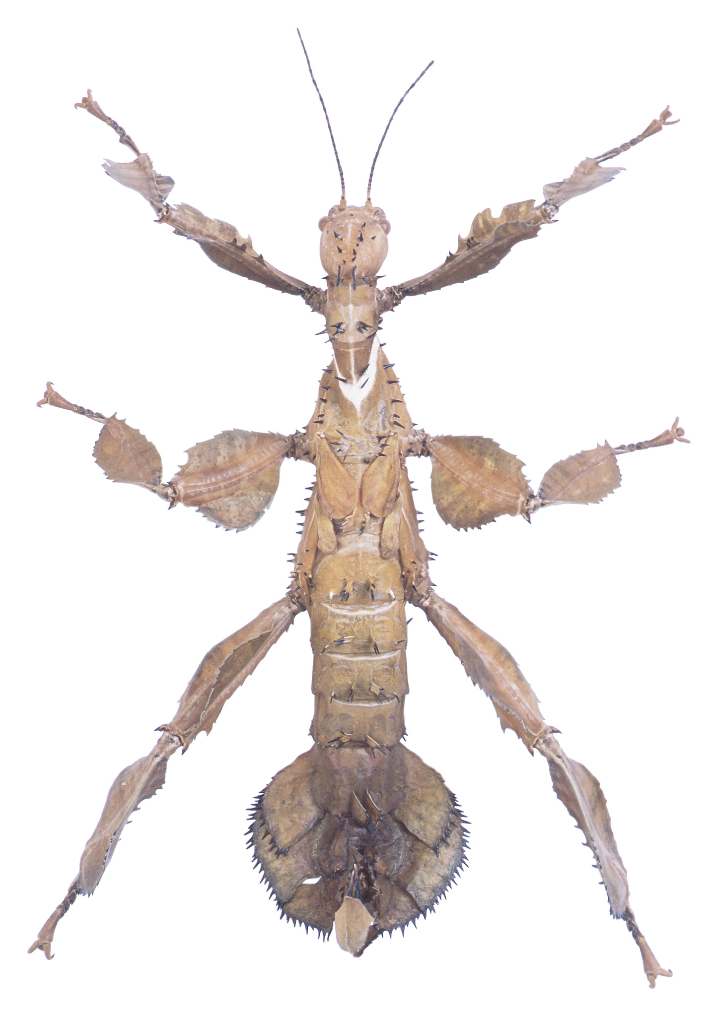 蜈蚣精有几条腿？ - 传说中的神秘生物