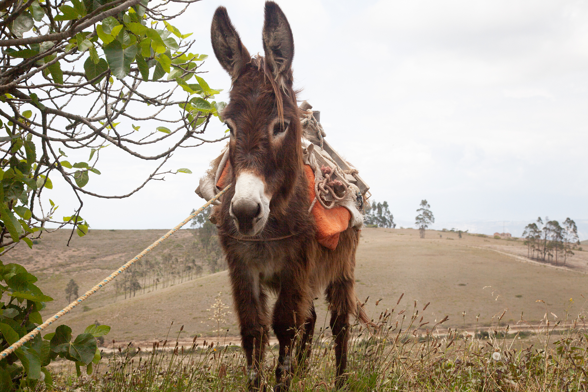 donkey on farm