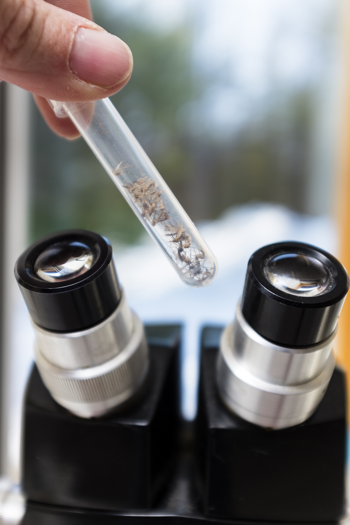 光学显微镜放大原理：物镜和目镜的两级放大