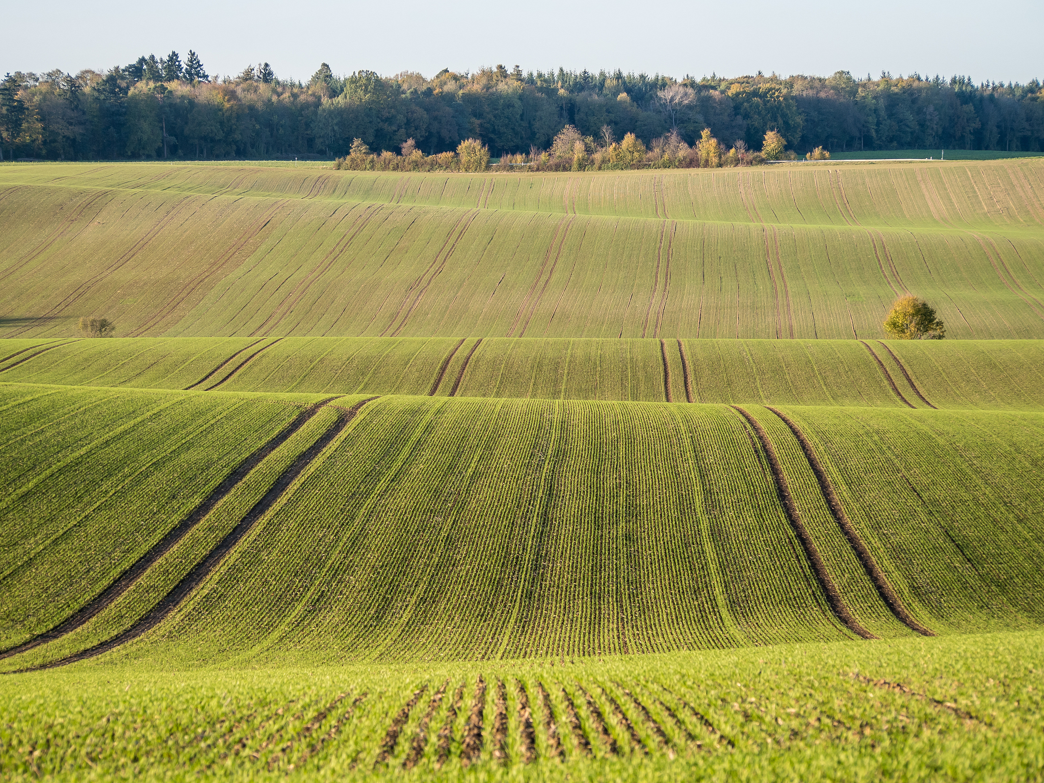 Increased Planting Density Boosts Maize Yield in North America