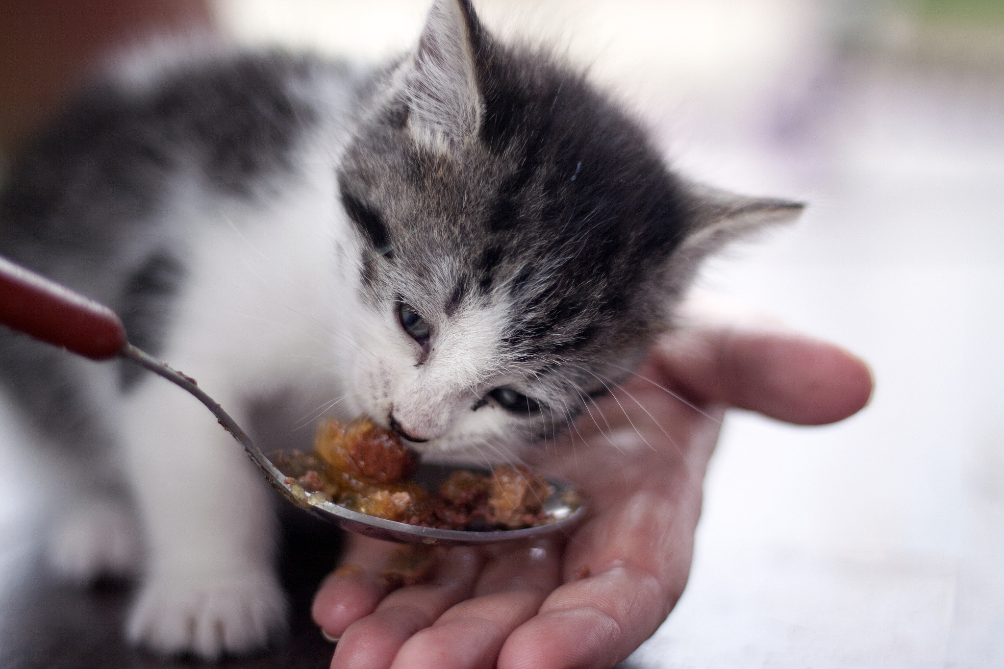 以一名猫咪主人的口吻写篇500字： 如何让你的猫咪保持健康的饮食习惯？