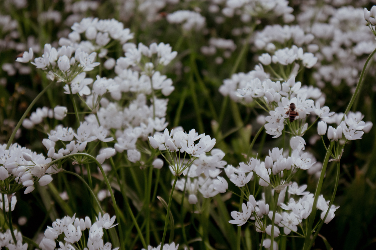 春天山坡上的白色野花：白堇