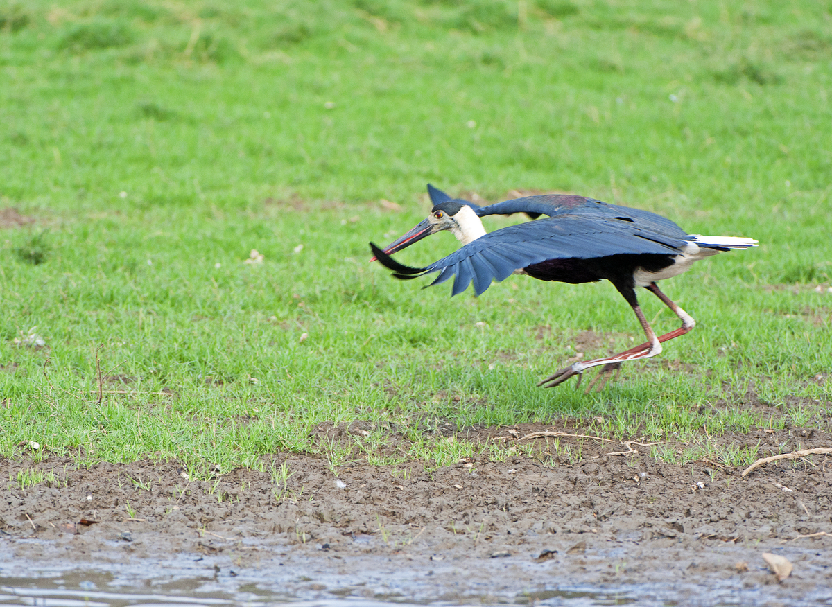 和动物有关的专业有哪些？就业前景如何？