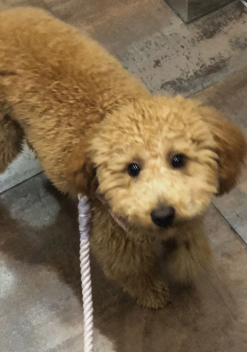 居家保姆合同范文