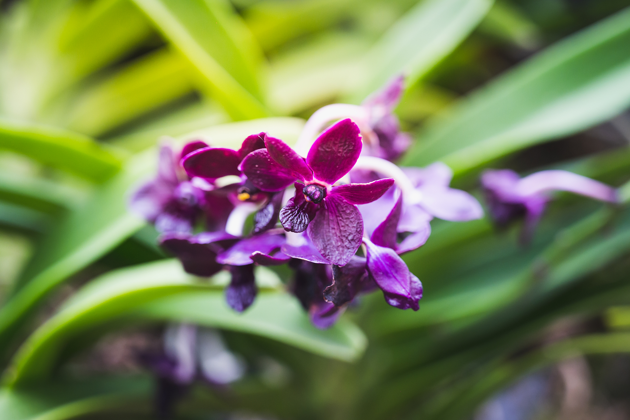 the beautiful color of flowers