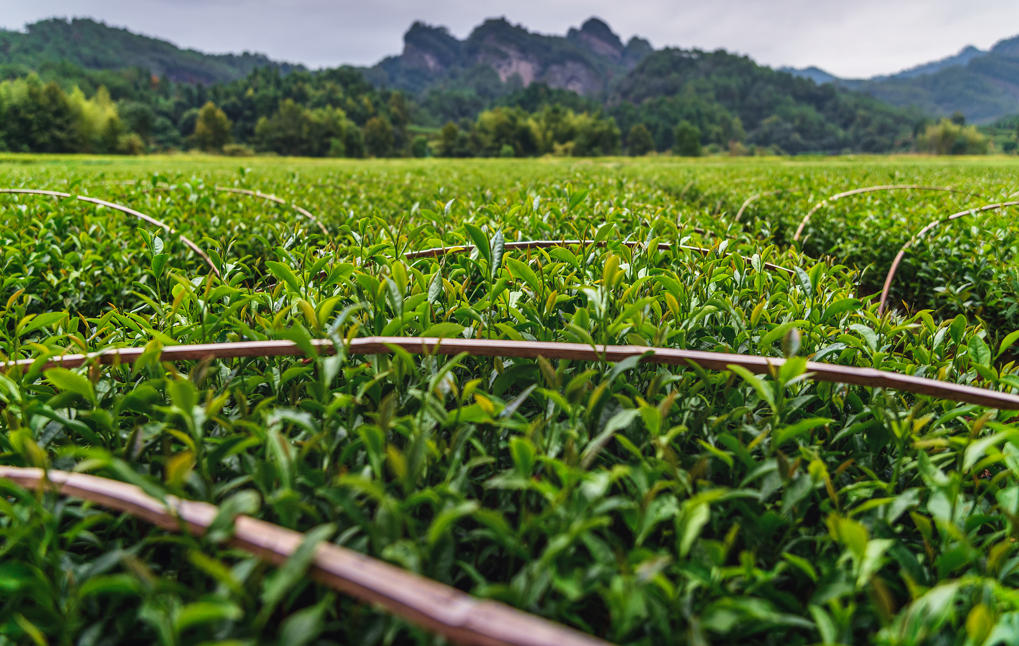 阐述：中国武夷山茶旅融合发展过程中要如何提升茶旅融合旅游服务流程500字
