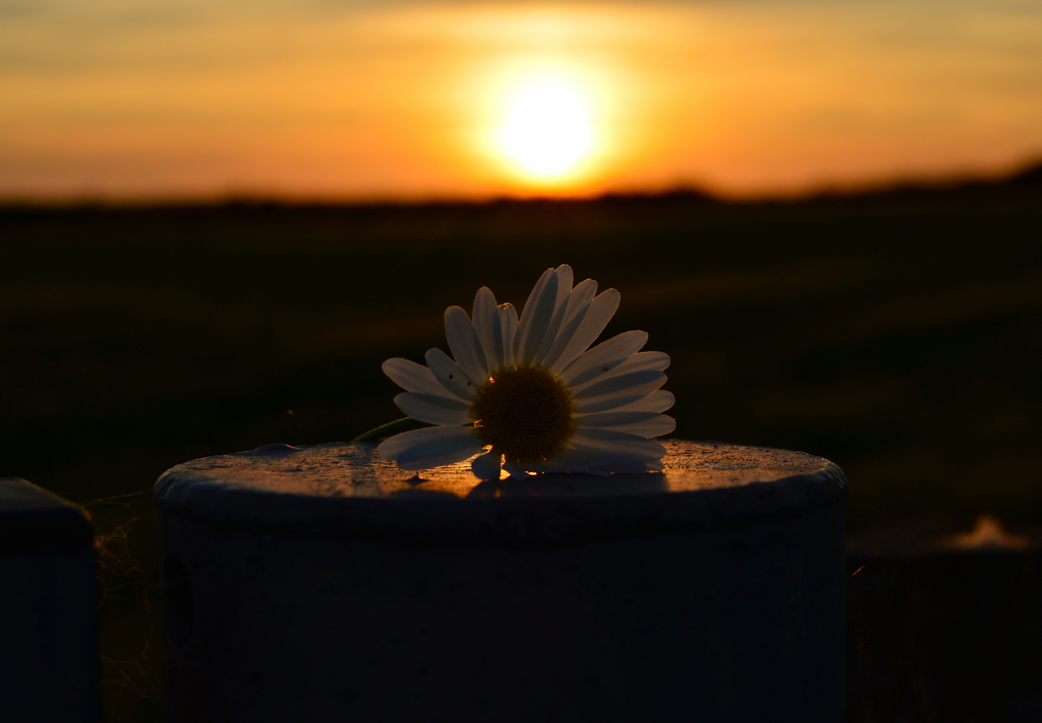 怀念你，没有其他人可以替代