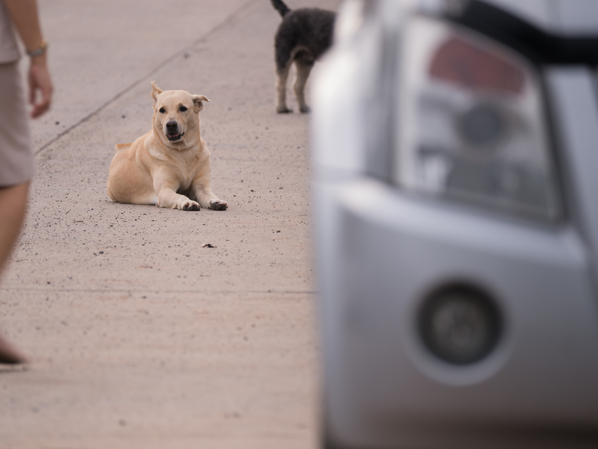 以我是狗为主题写一段苟且的话