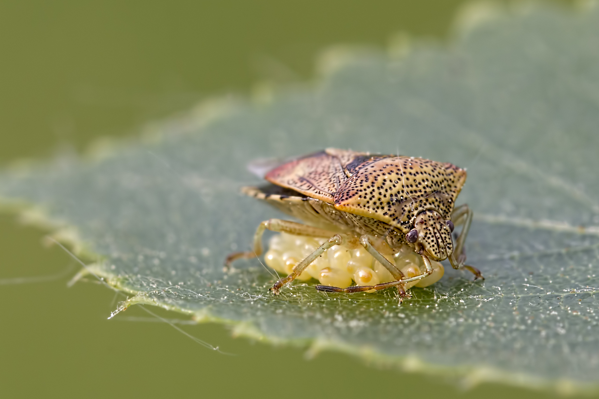 shield bug female guarding eggs on leaf (elasmucha grisea)