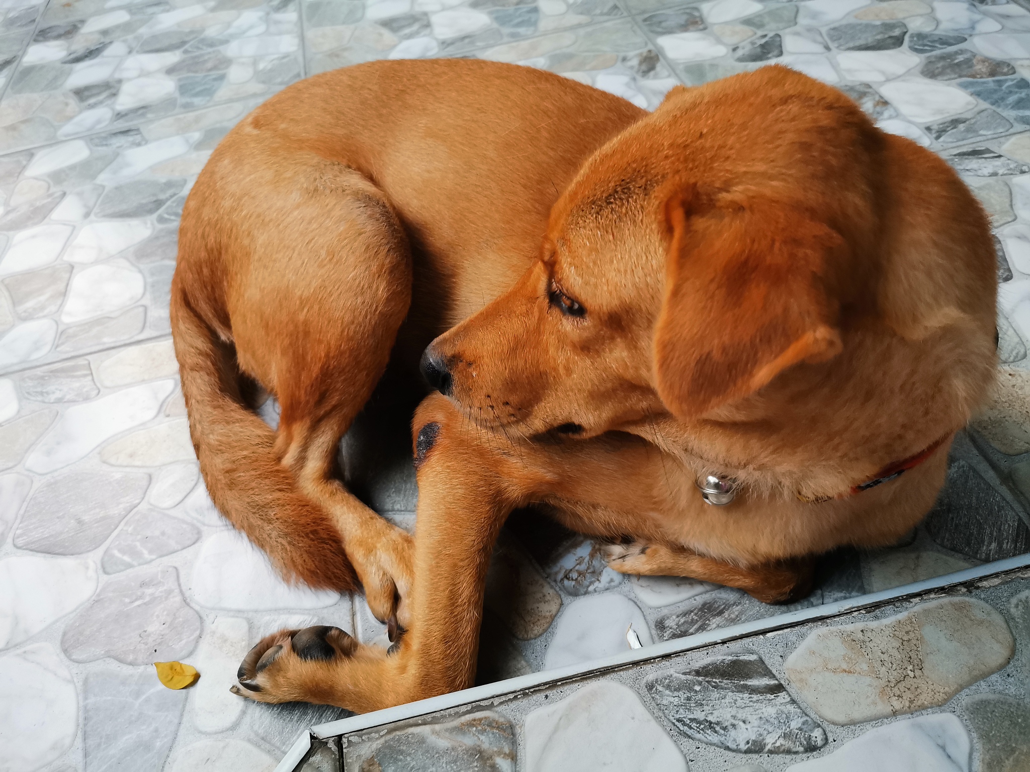 狗狗胰腺炎多久能治好？治疗方法和注意事项