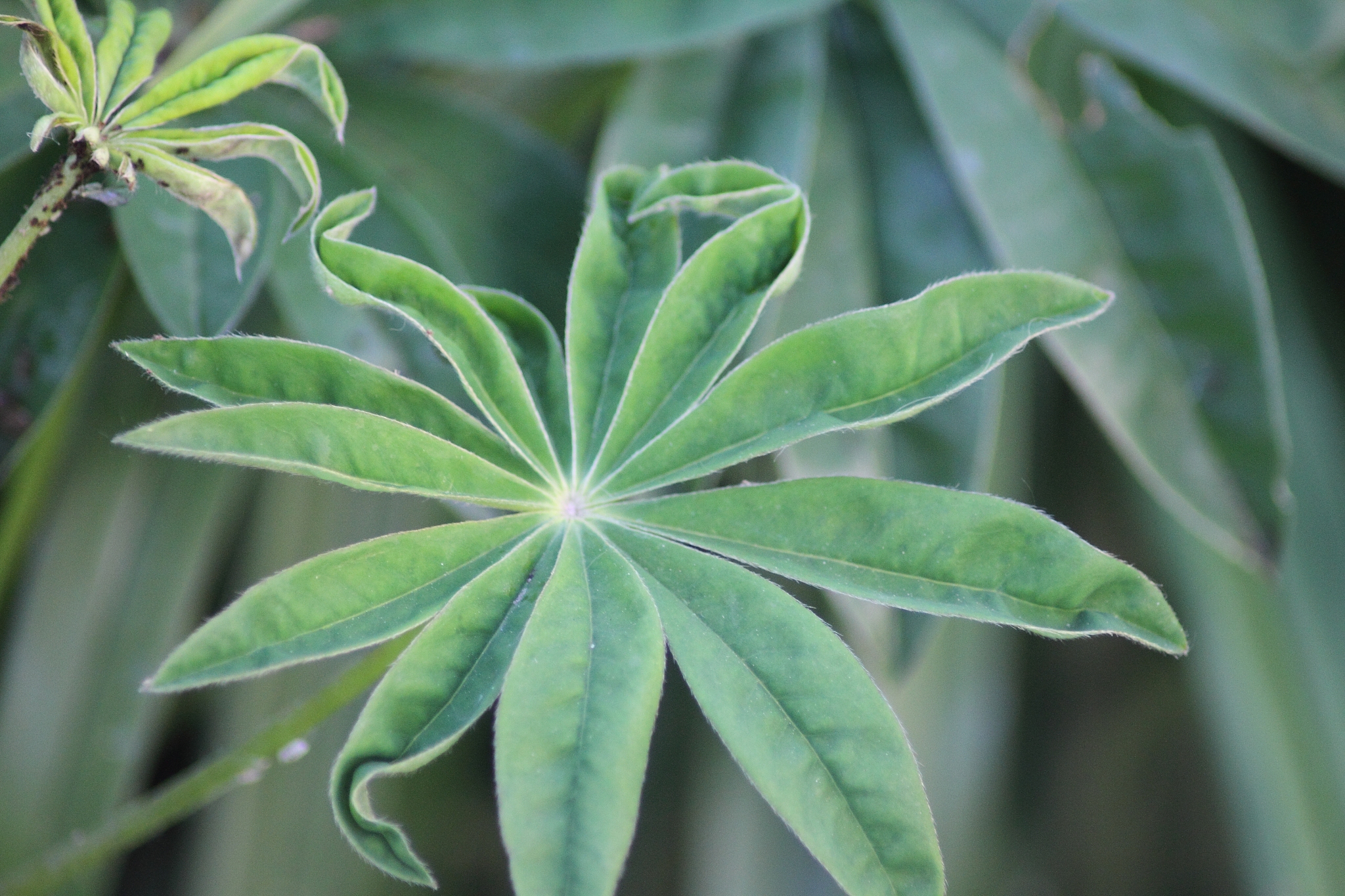 close-up of plant