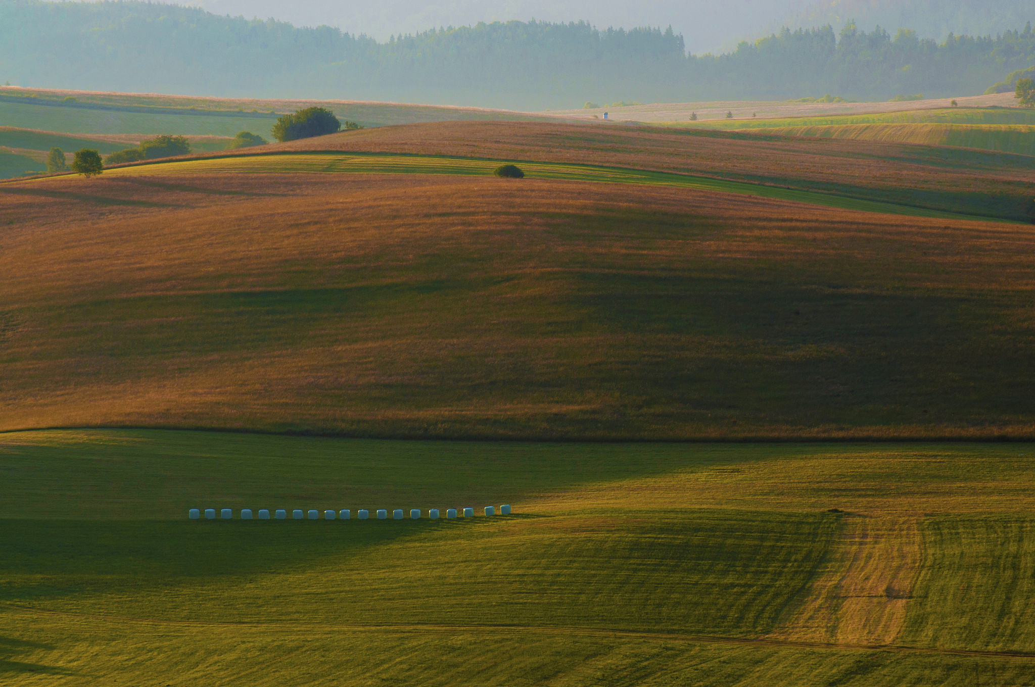 wavy field during golden hour