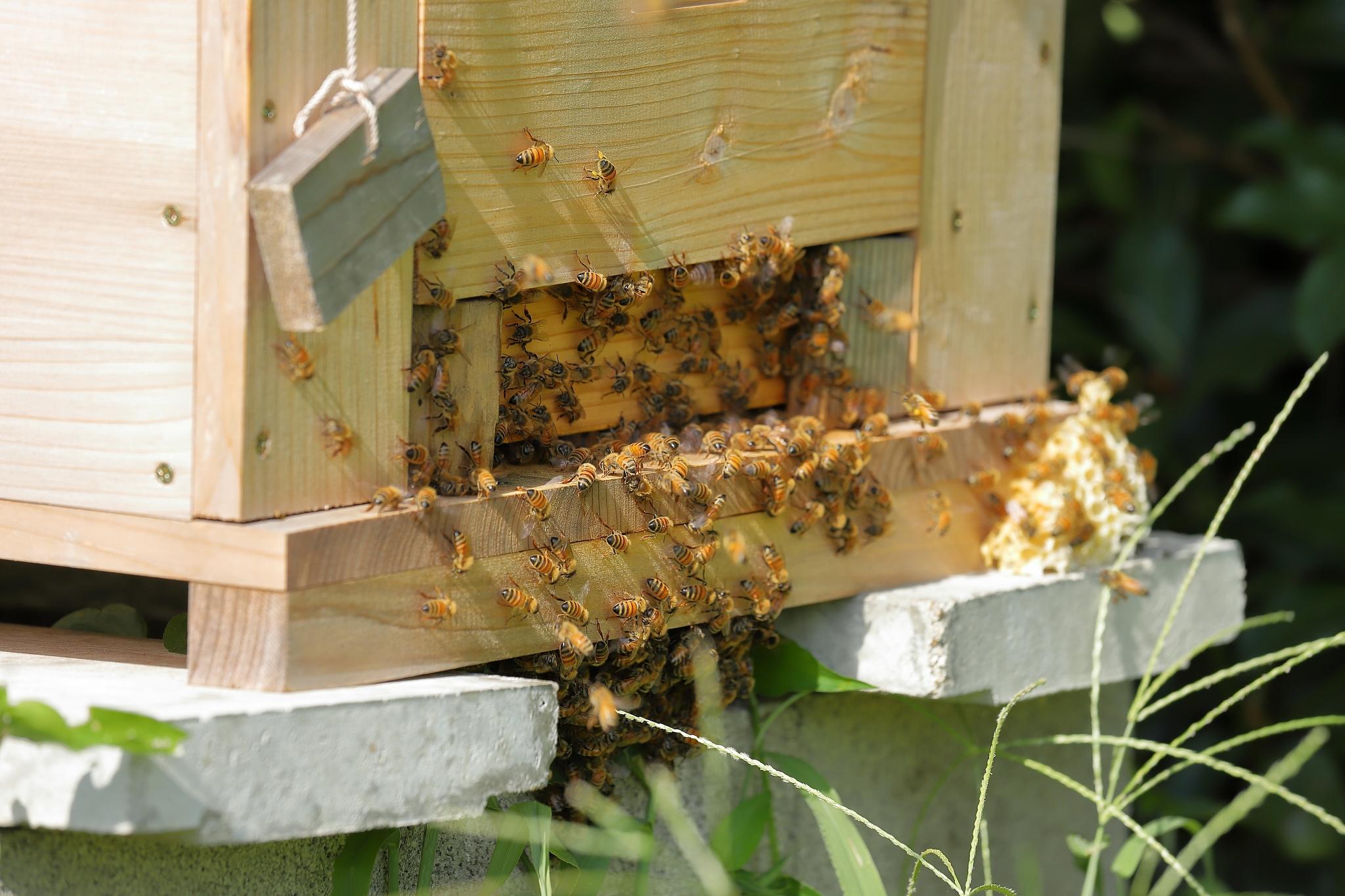 beehive