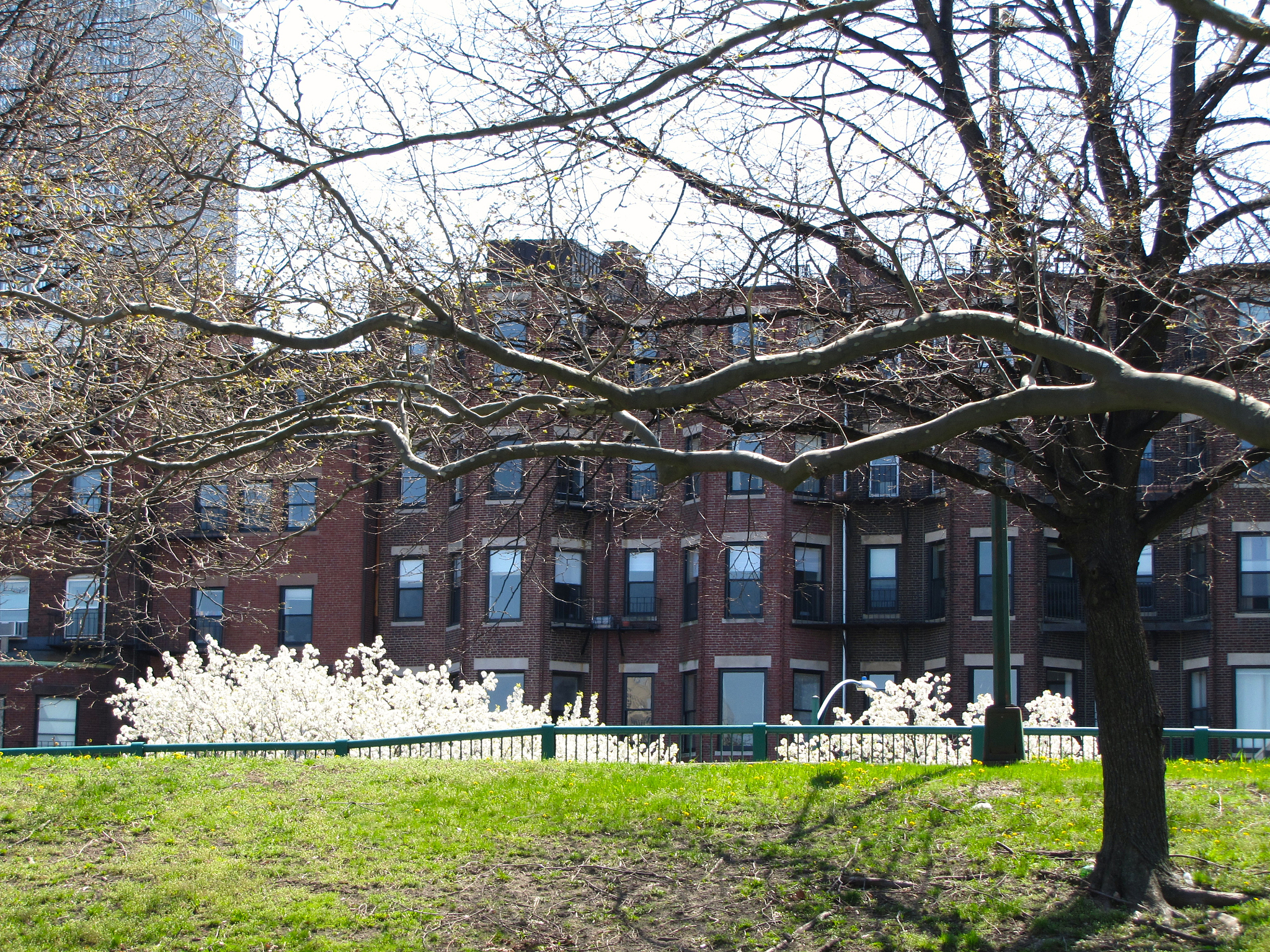 springtime in boston ma with cherry blossoms and buildings
