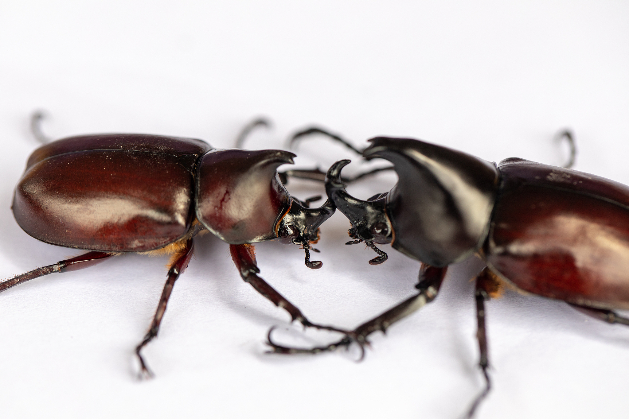 广元职工医学院临床医学专业招生 - 医学领域人才培养的摇篮