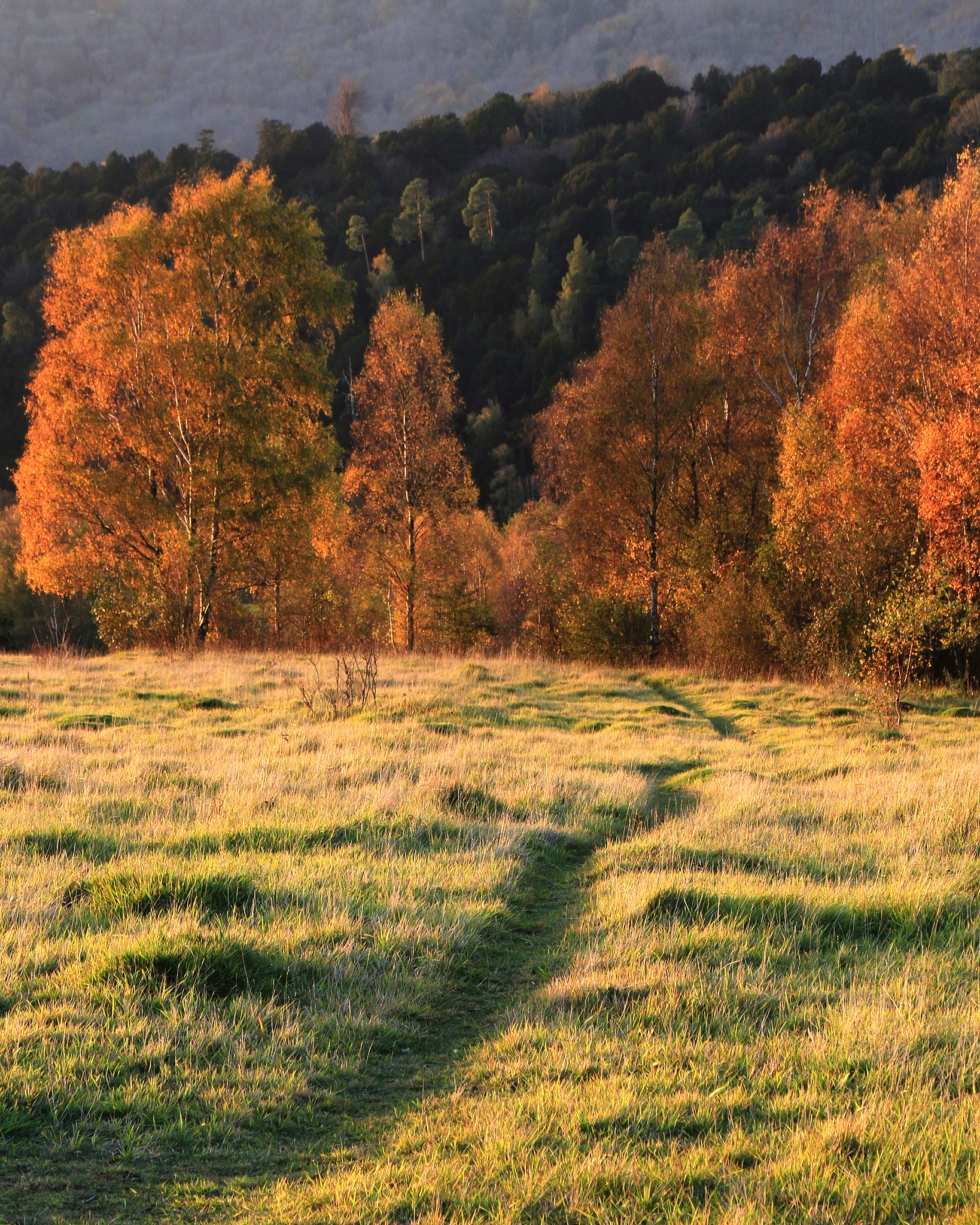 Who Wrote 'Leaves of Grass'?  - Discover the Author of This Famous Poetry Collection