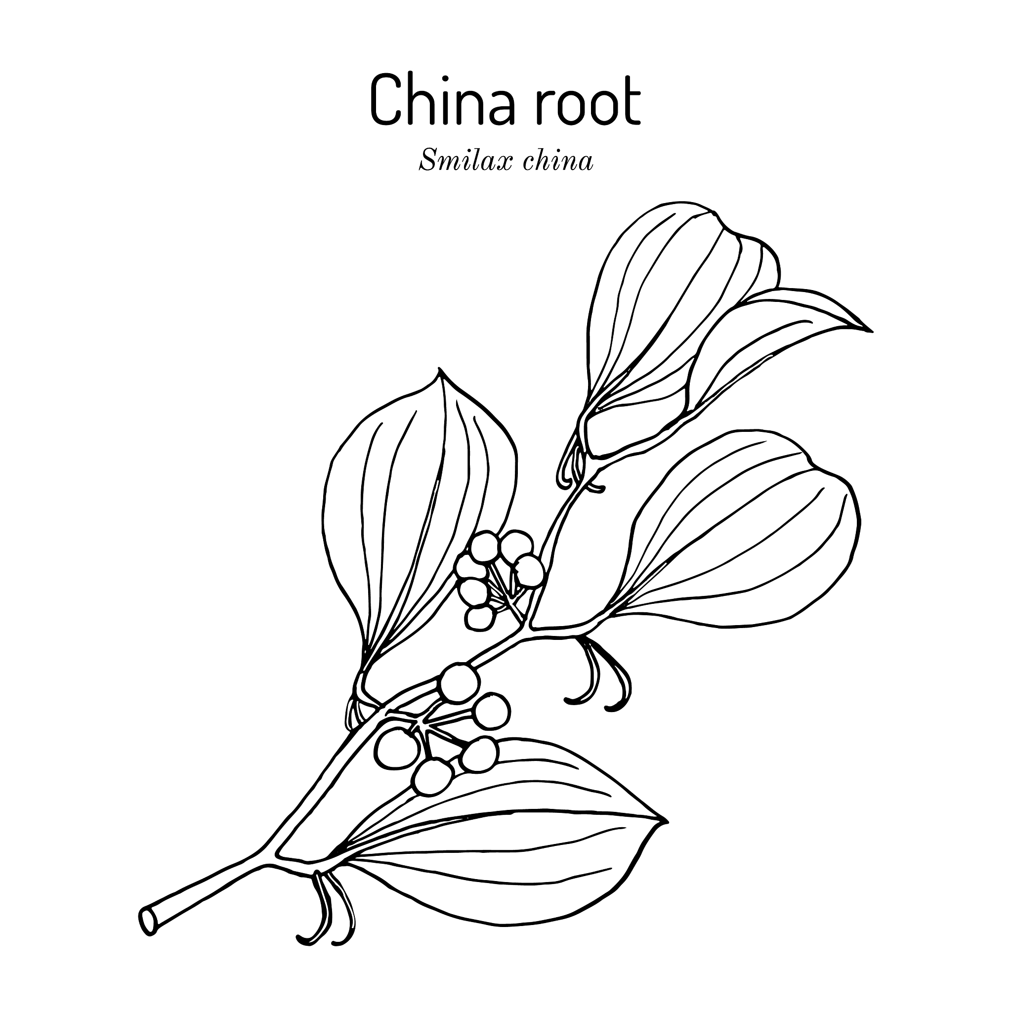 china root smilax china medicinal plant